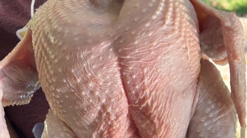 Chicken Breast