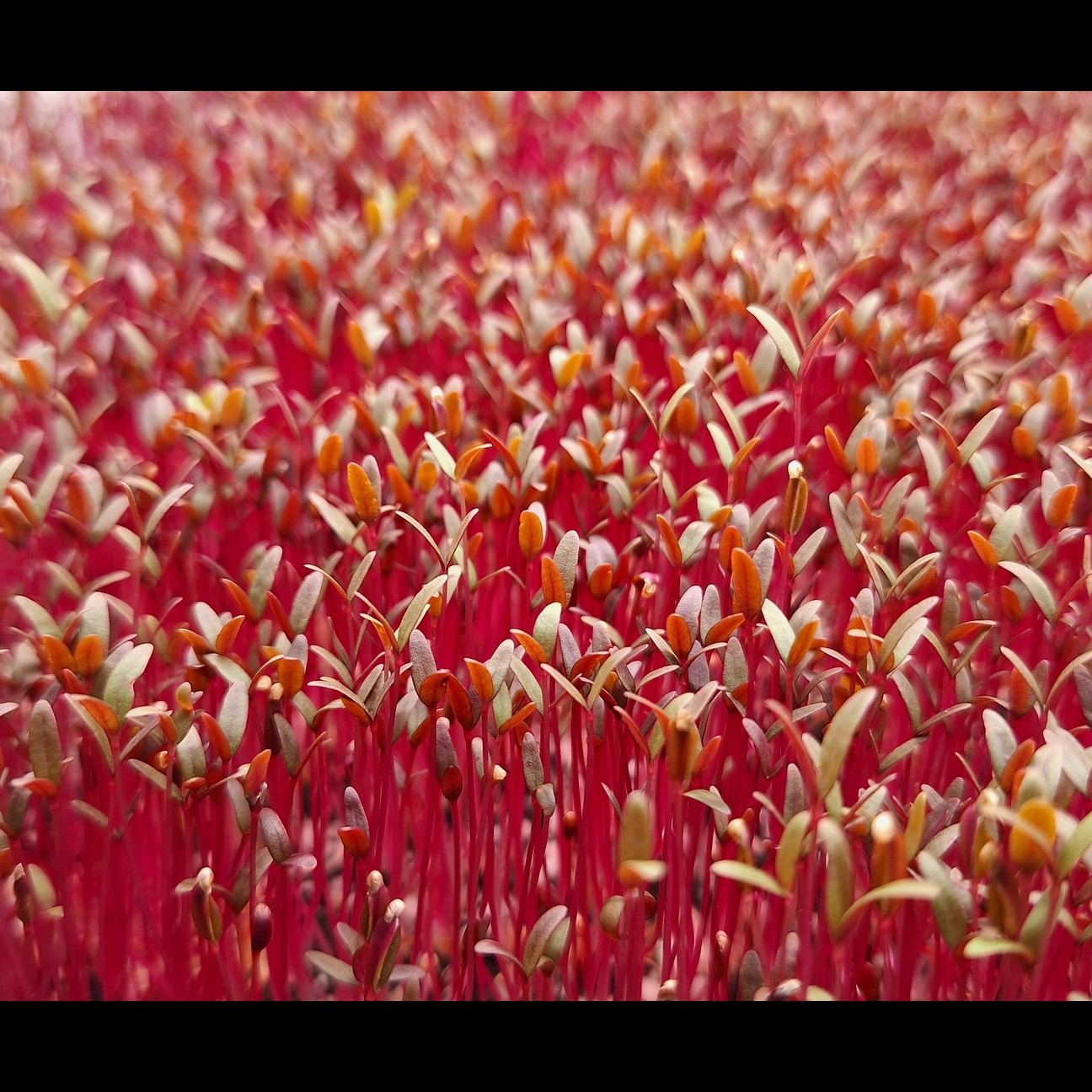Amaranth Microgreens- 1 oz.