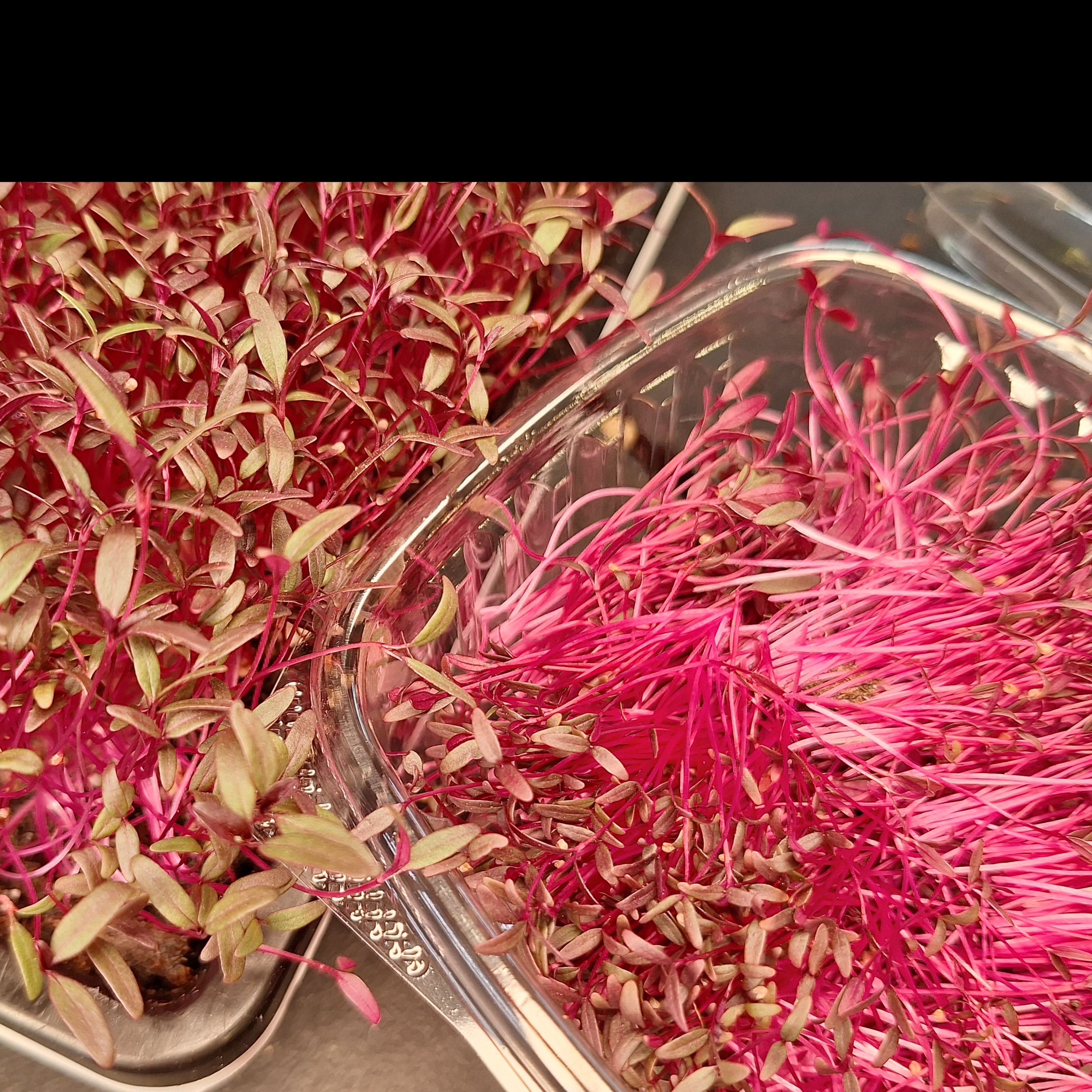 Thumbnail image 2 for Amaranth Microgreens- 1 oz.