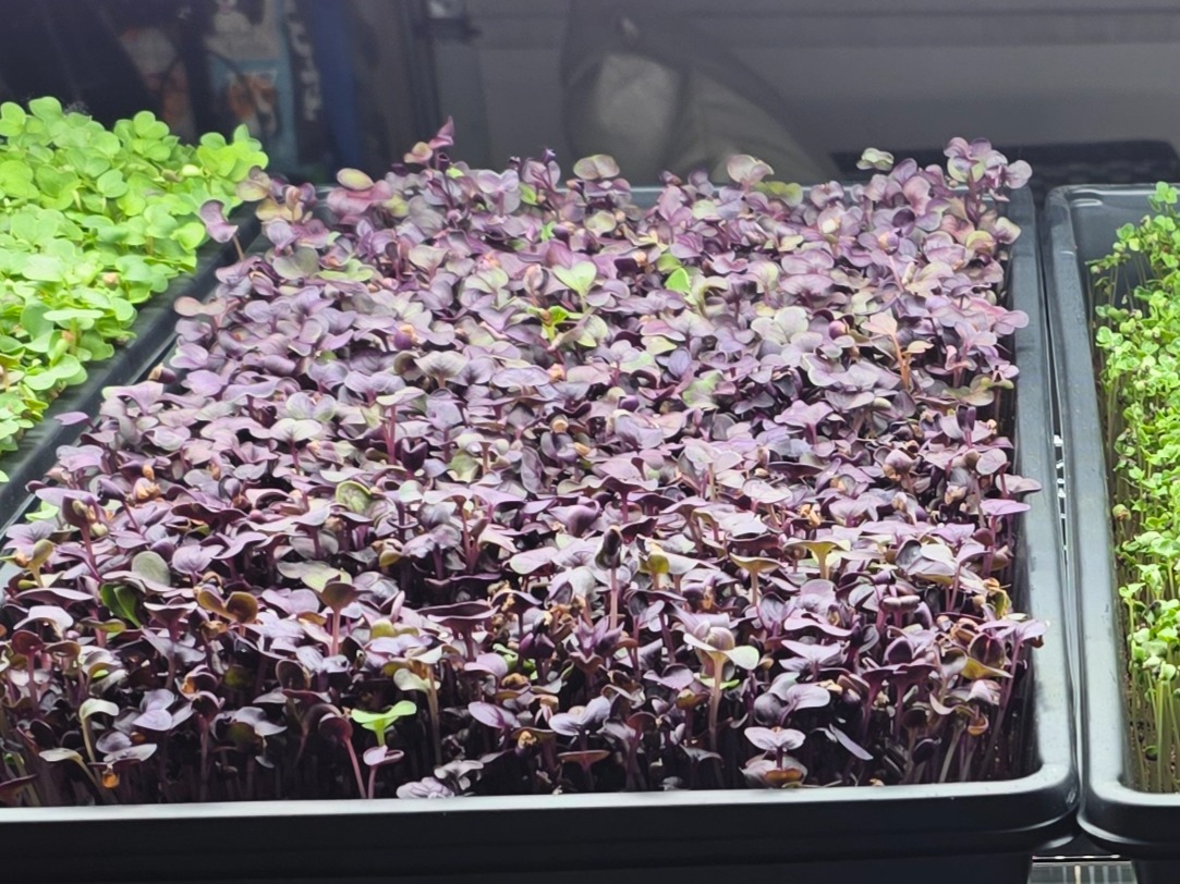 Rambo Radish Microgreens 1.5 oz