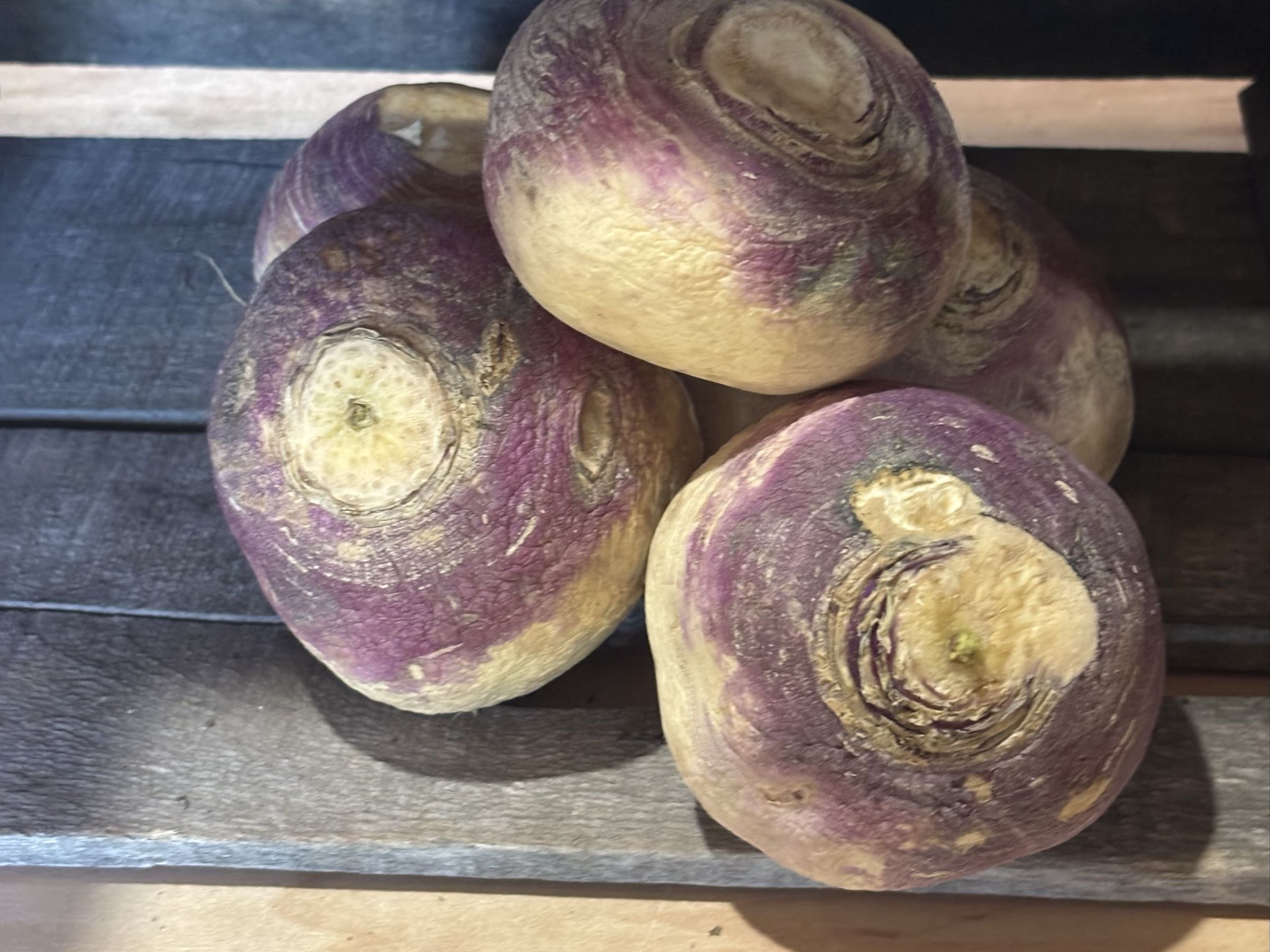 Turnip root 