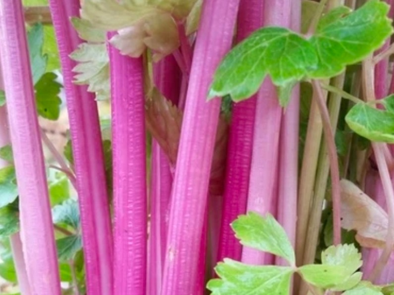 Chinese Pink Celery Seeds, 50 seeds