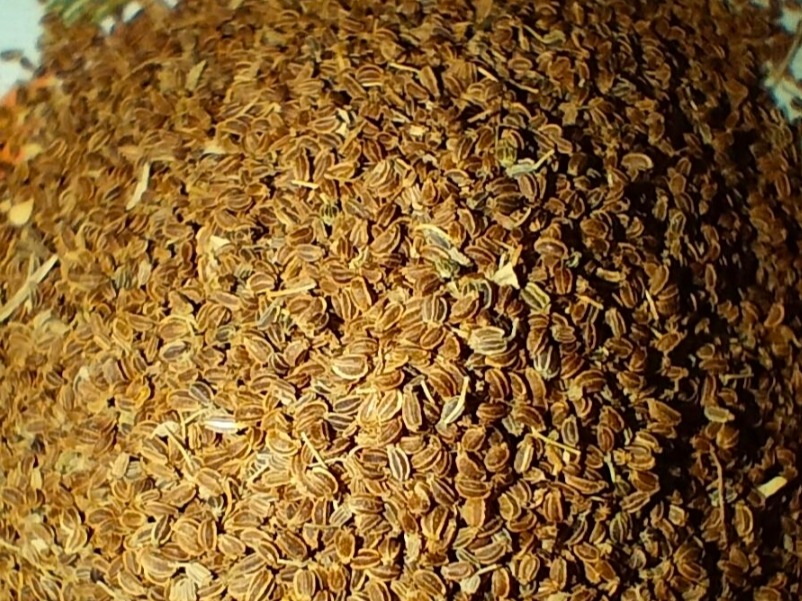 Thumbnail image 2 for Chinese Pink Celery Seeds, 50 seeds