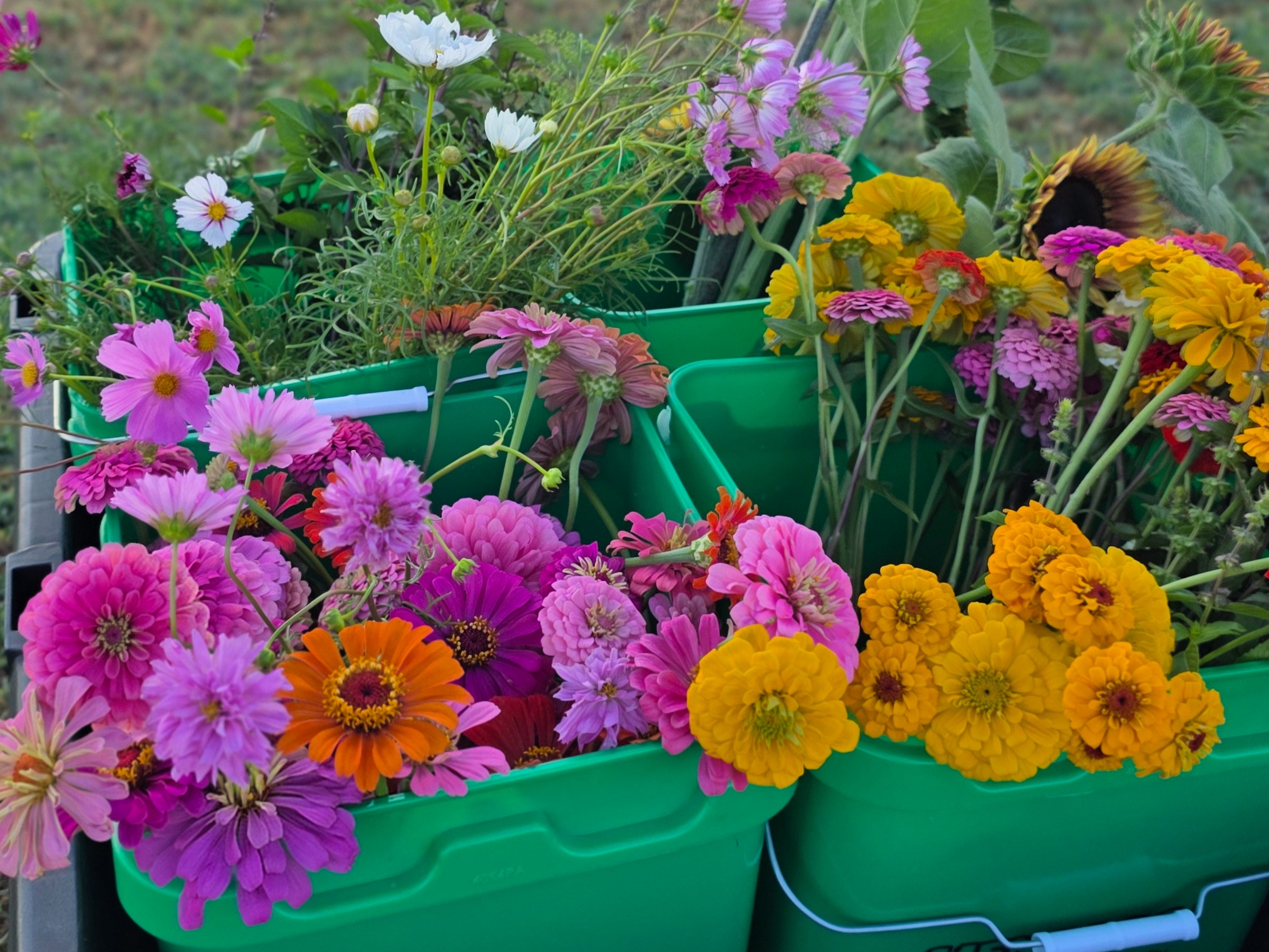 Thumbnail image 4 for Fresh Cut Mixed Flowers
