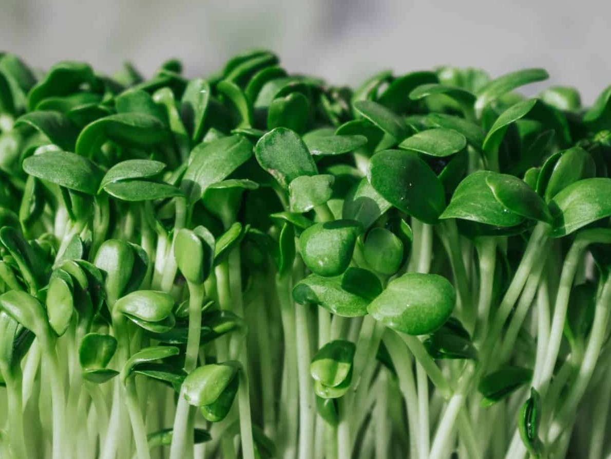 Thumbnail image 2 for Sunflower Shoots Microgreens 3 Oz