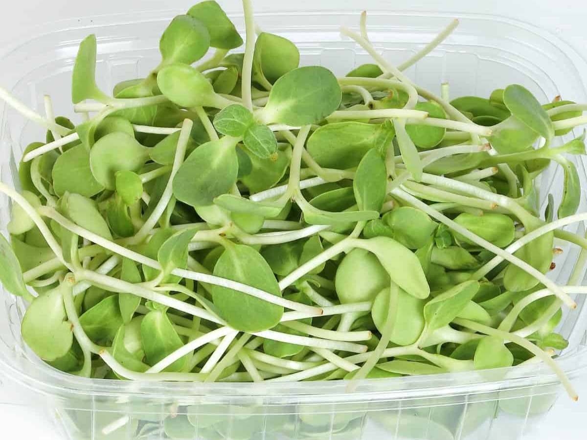 Thumbnail image 3 for Sunflower Shoots Microgreens 3 Oz