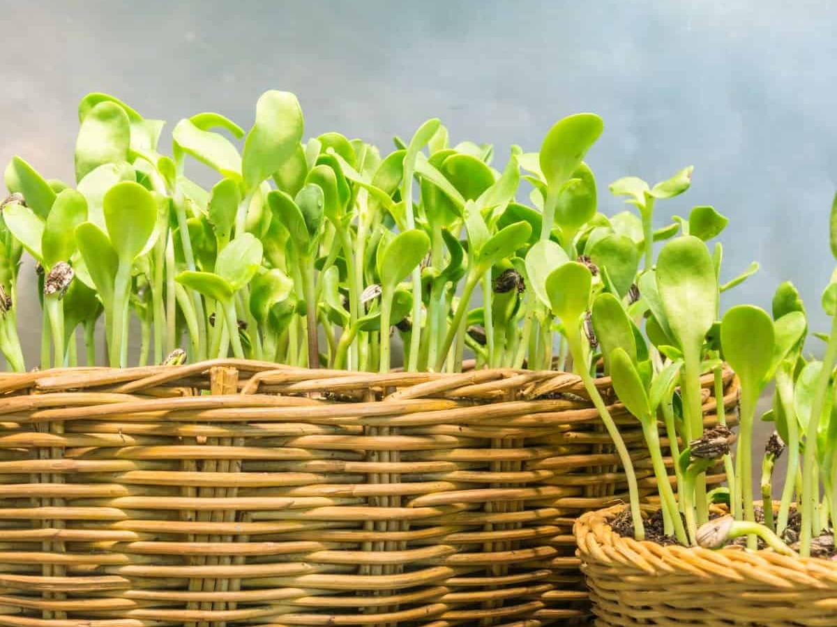 Thumbnail image 4 for Sunflower Shoots Microgreens 3 Oz