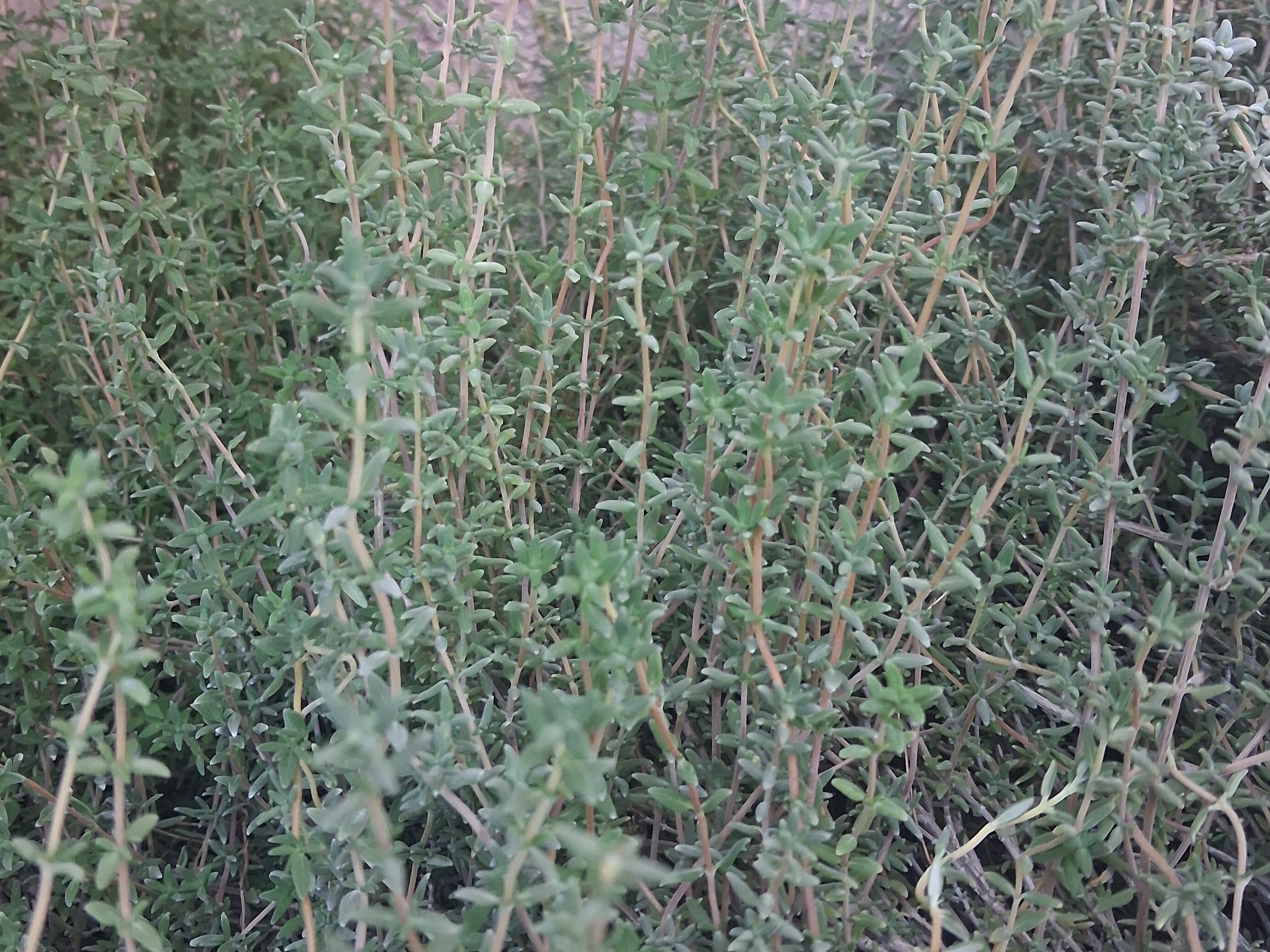 Fresh Thyme 