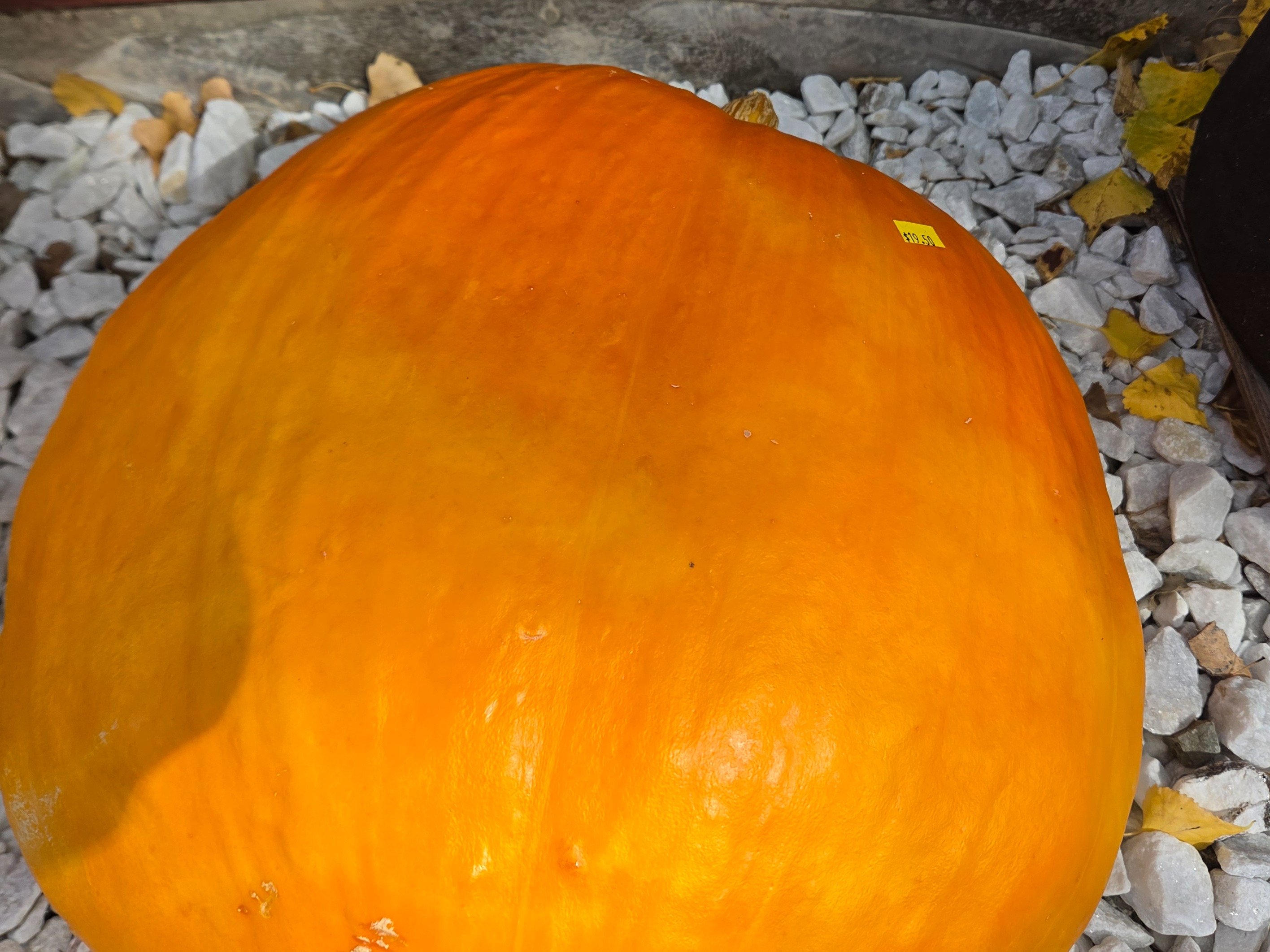 Decor - Carving Pumpkin