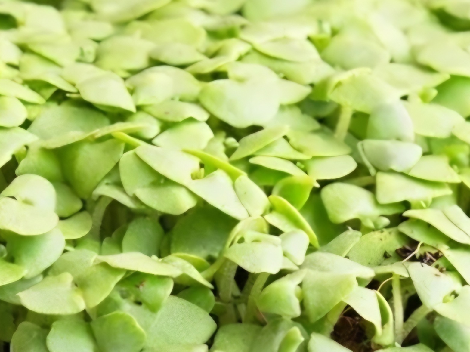 Basil Microgreens 1.5 oz