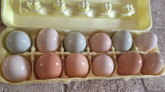12 Farm Fresh Eggs