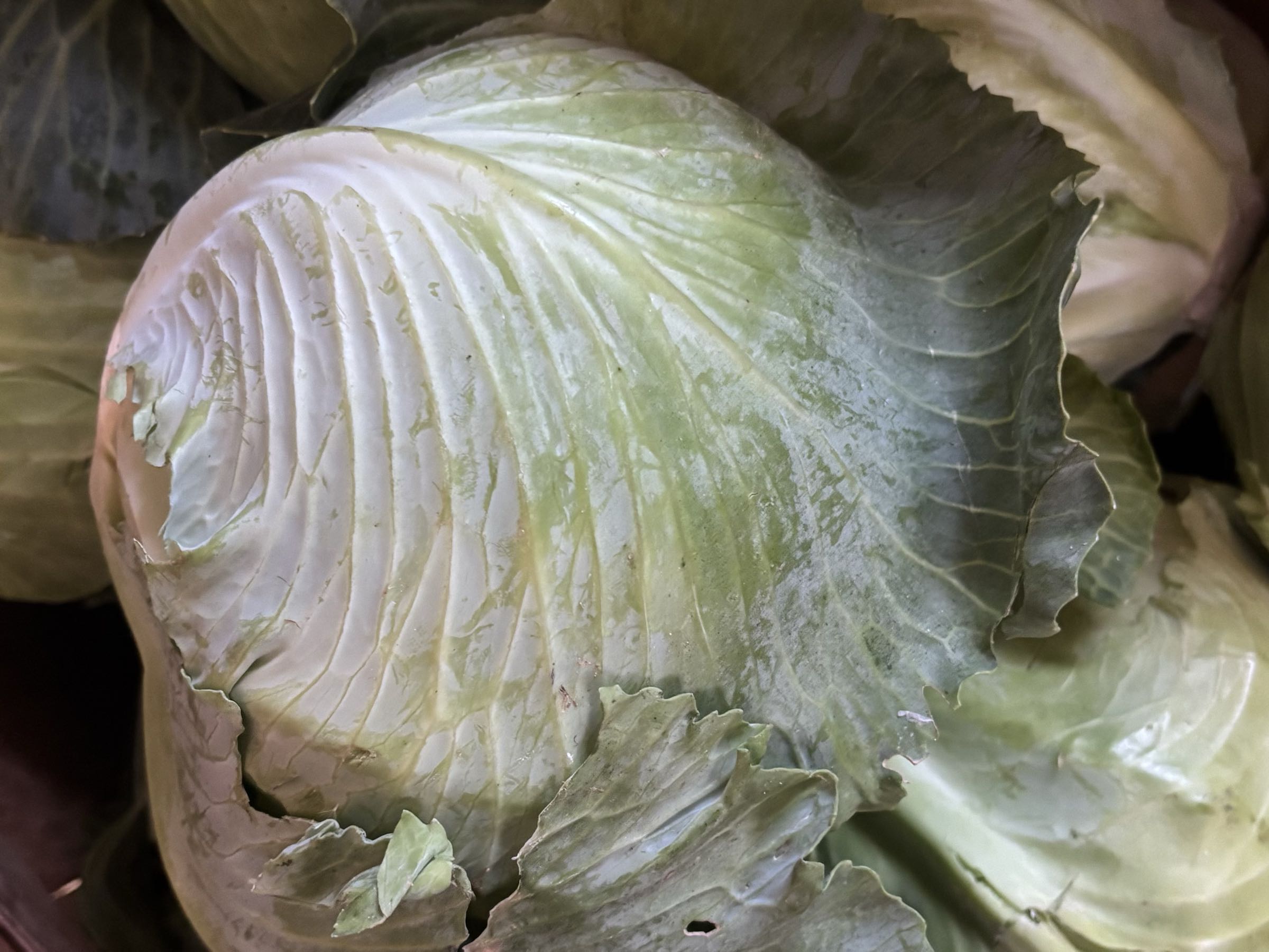 Thumbnail image 1 for Green Cabbage 