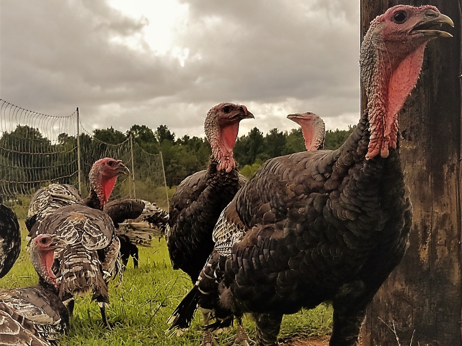 Holiday Turkey Deposit
