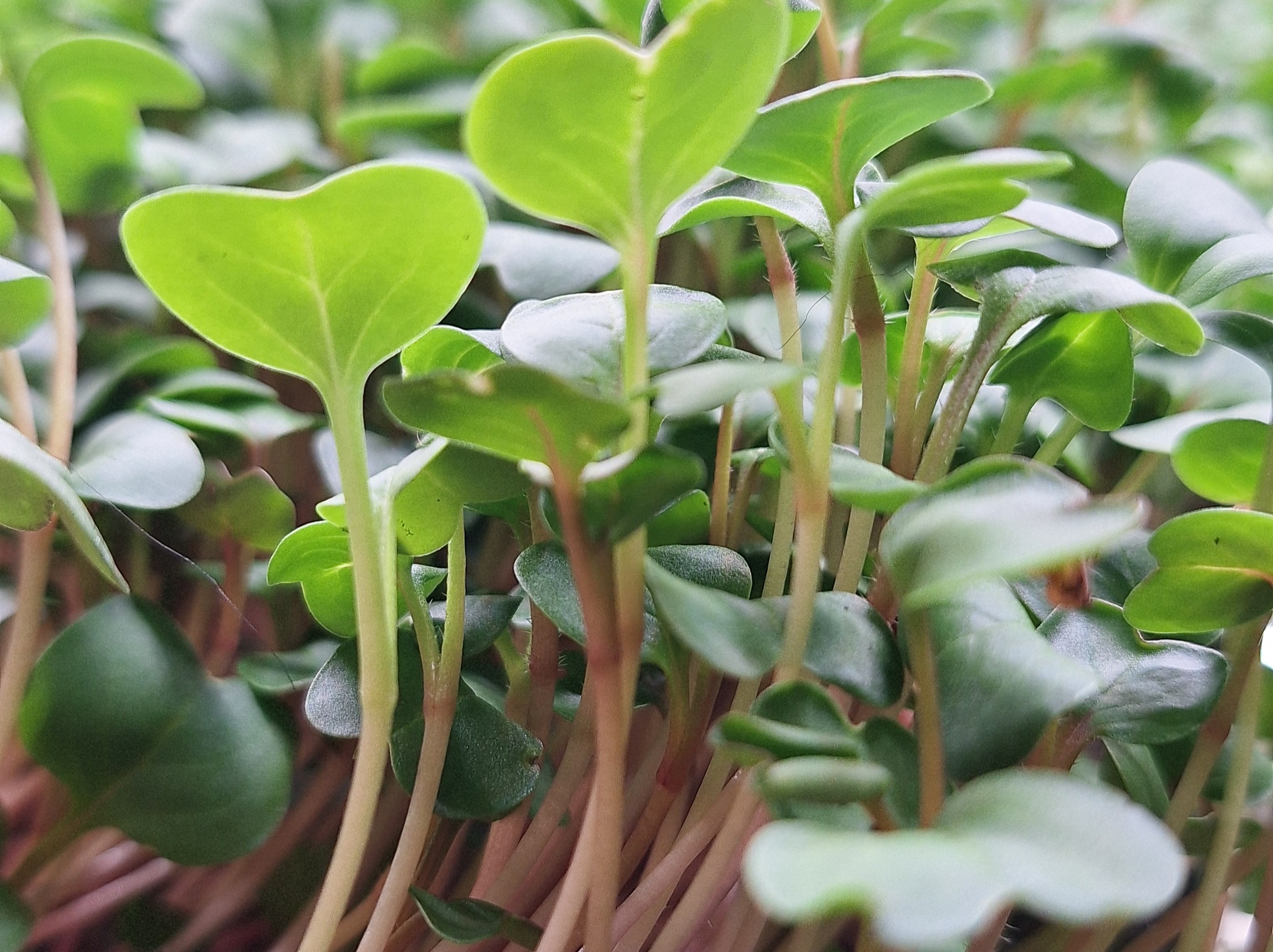 Thumbnail image 1 for China Rose Radish - 2 oz.