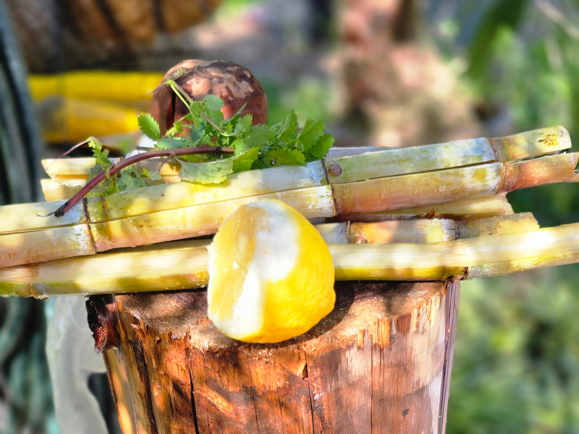 Sugar Cane