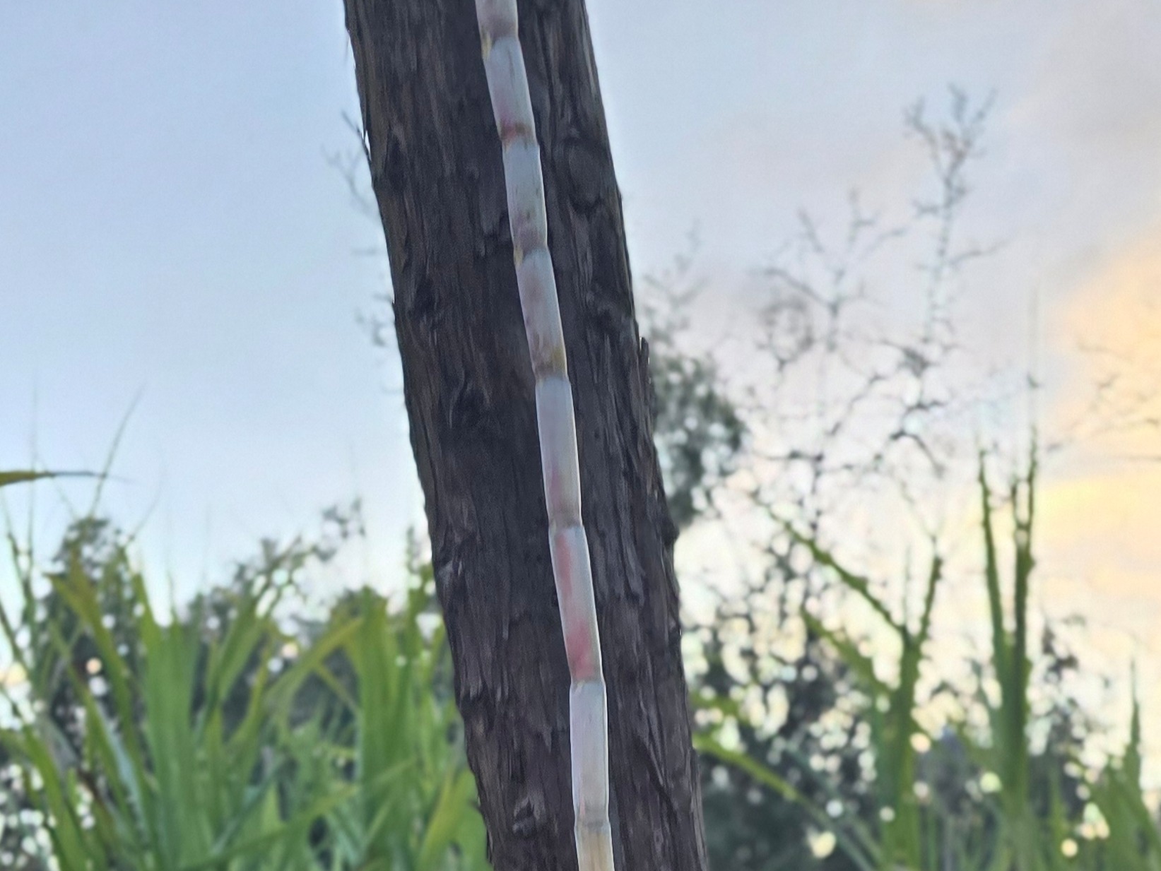 Thumbnail image 2 for Sugar Cane