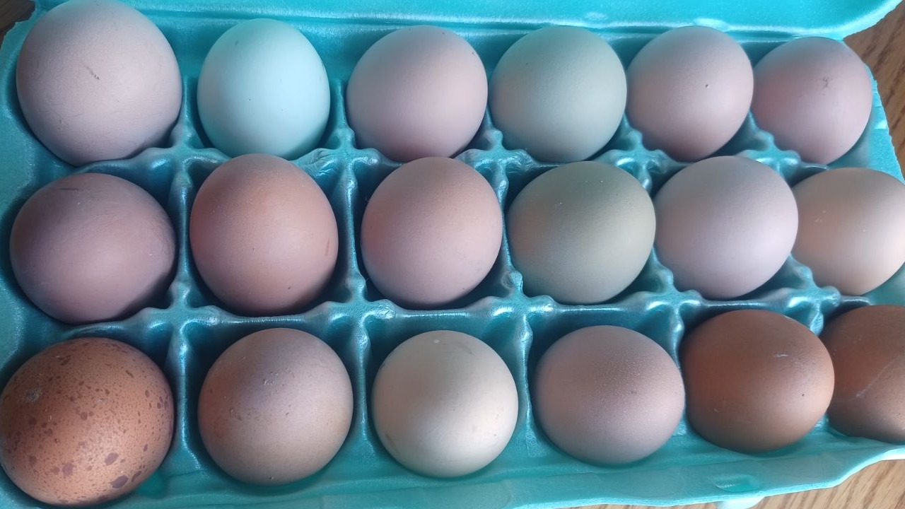 Farm Fresh Cage Free Ungraded eggs