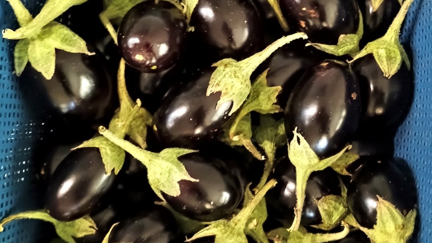 Eggplants (Oval Dark Purple)