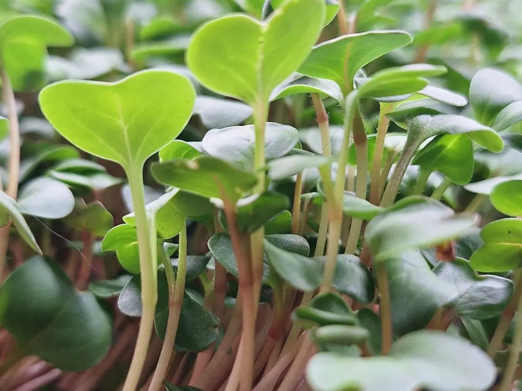 Thumbnail image 2 for CRC - China Rose Radish (Pink-Stemmed) Microgreens - 2 oz.