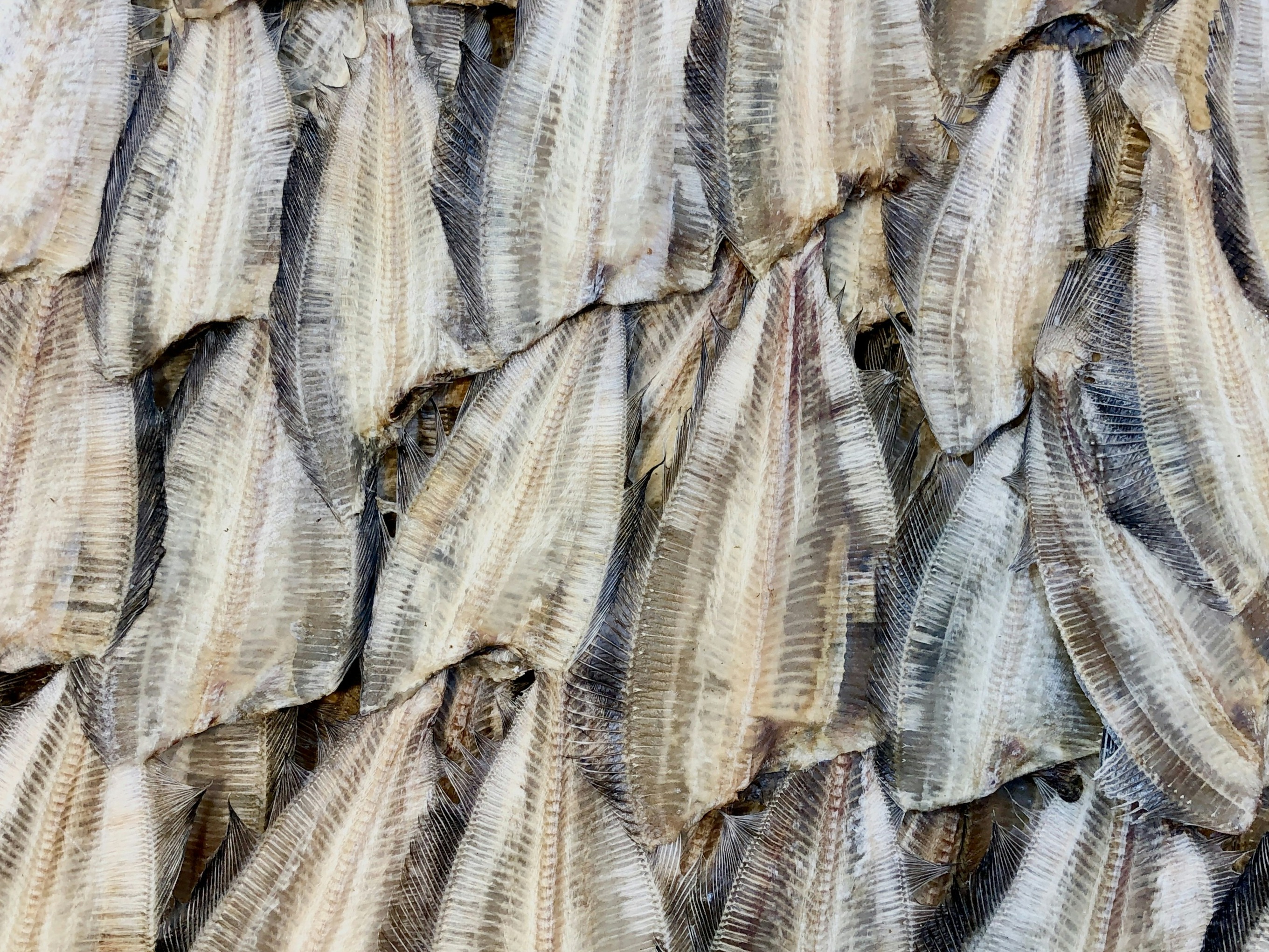 Flounder Fillet (10 oz)