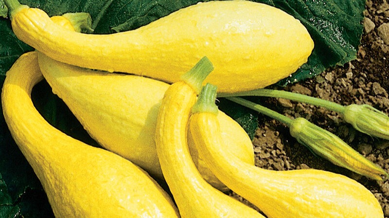 START small - Summer Squash - Yellow Crookneck