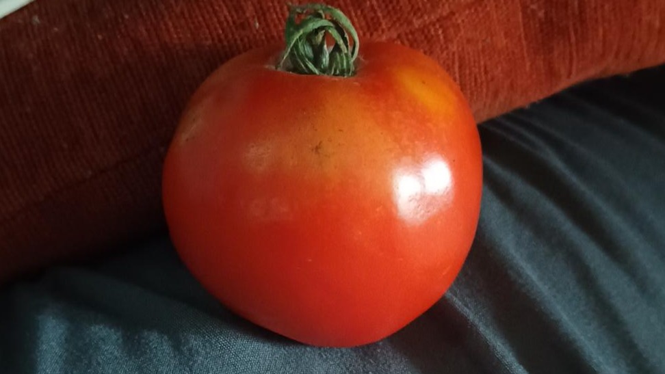 Thumbnail image 1 for Globe tomato