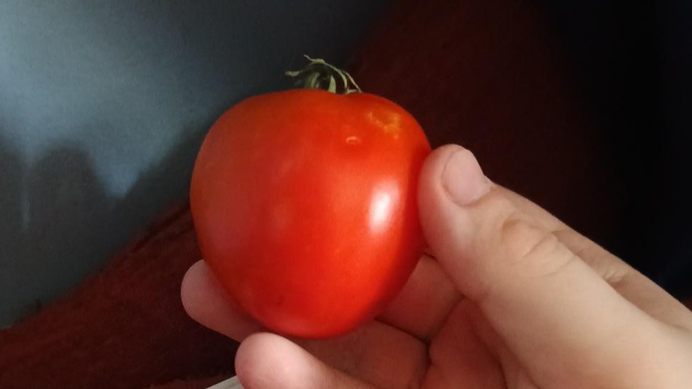 Thumbnail image 2 for Tomato