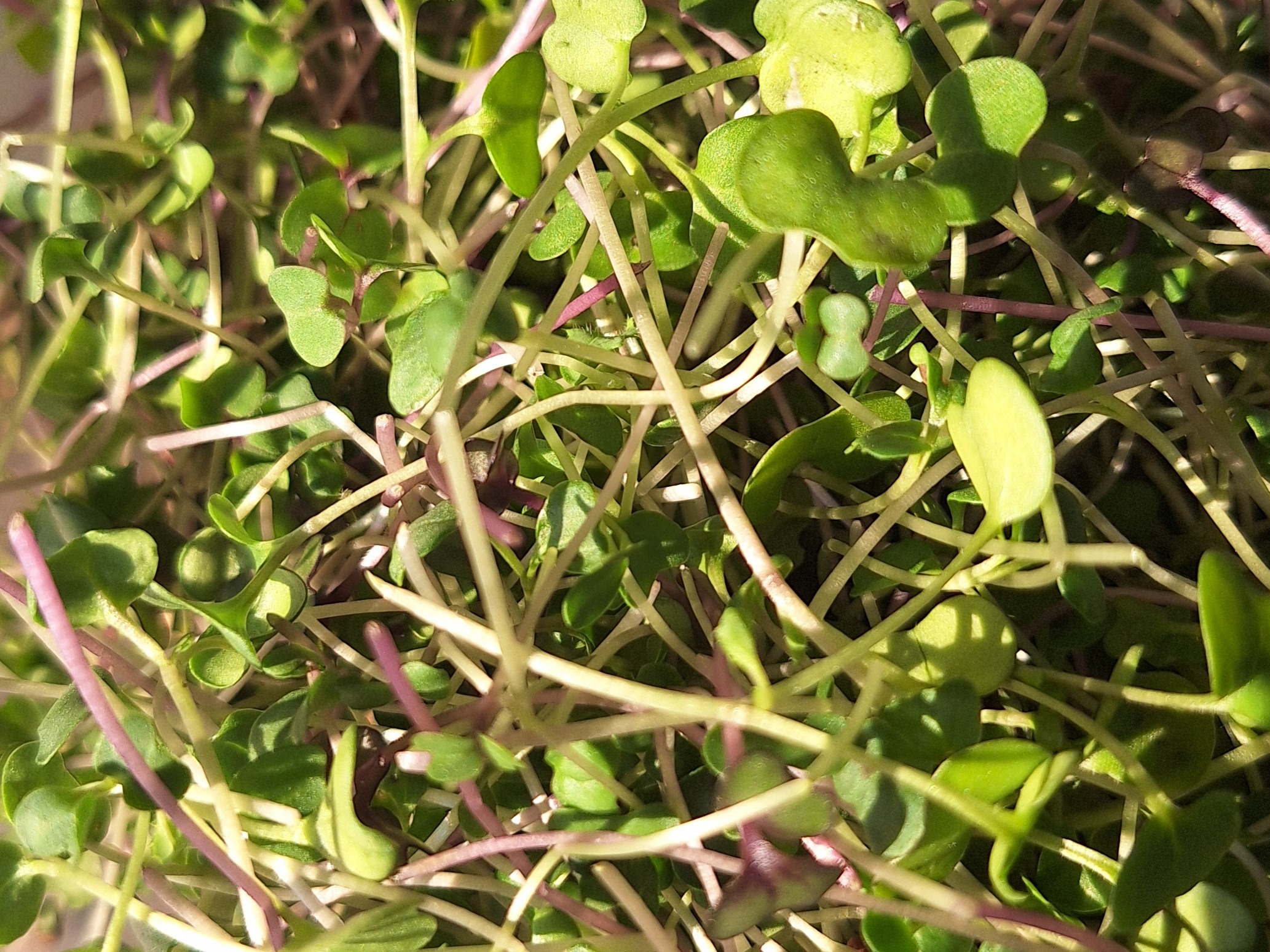 Thumbnail image 2 for Summit Blend (Peak Nutrition) Microgreens - 2 oz.