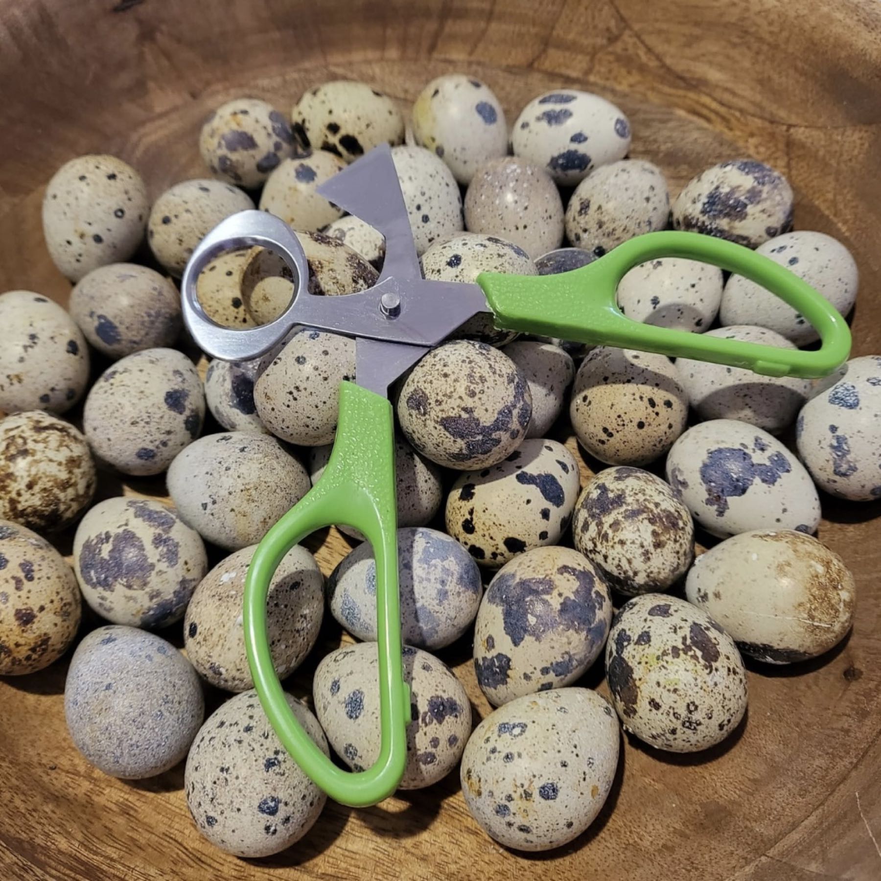 Thumbnail image 1 for Quail Egg Scissors 