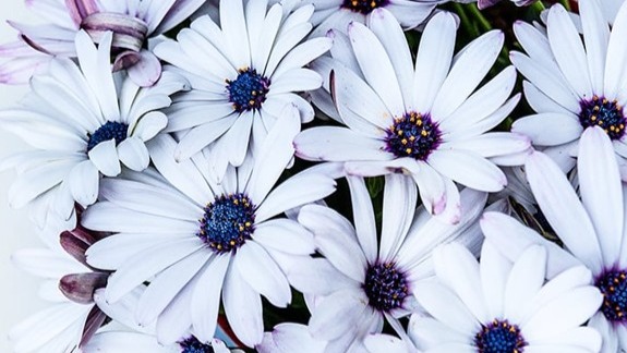 START - African Daisy - Blue Disc