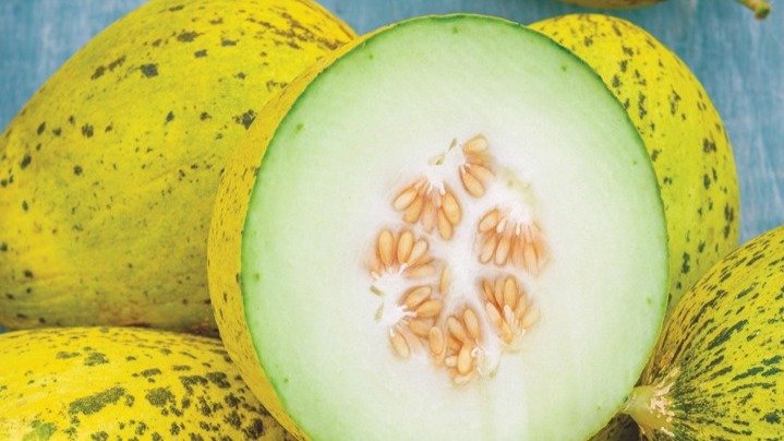 START - Melon - Whatamelon