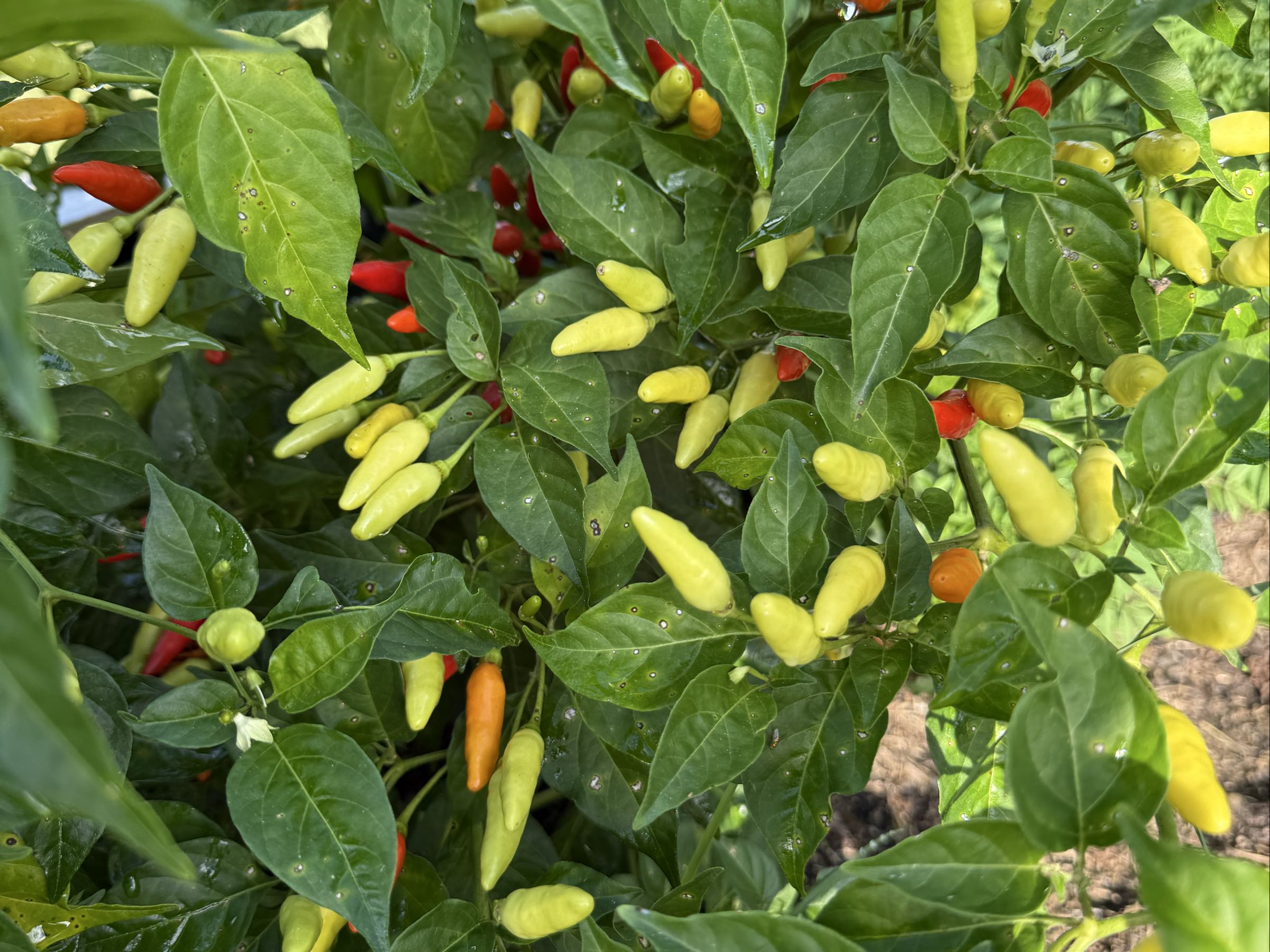 Thumbnail image 2 for Hot Peppers