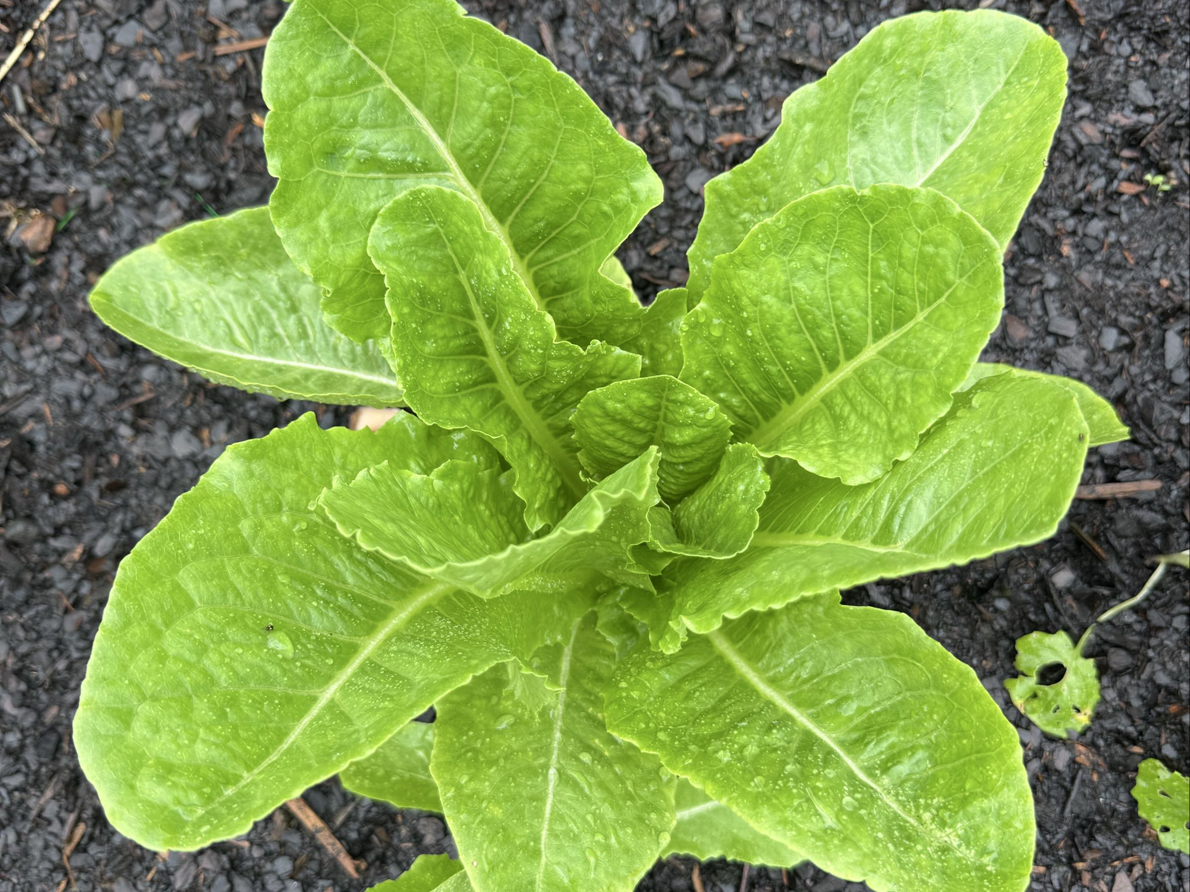 Romaine Lettuce