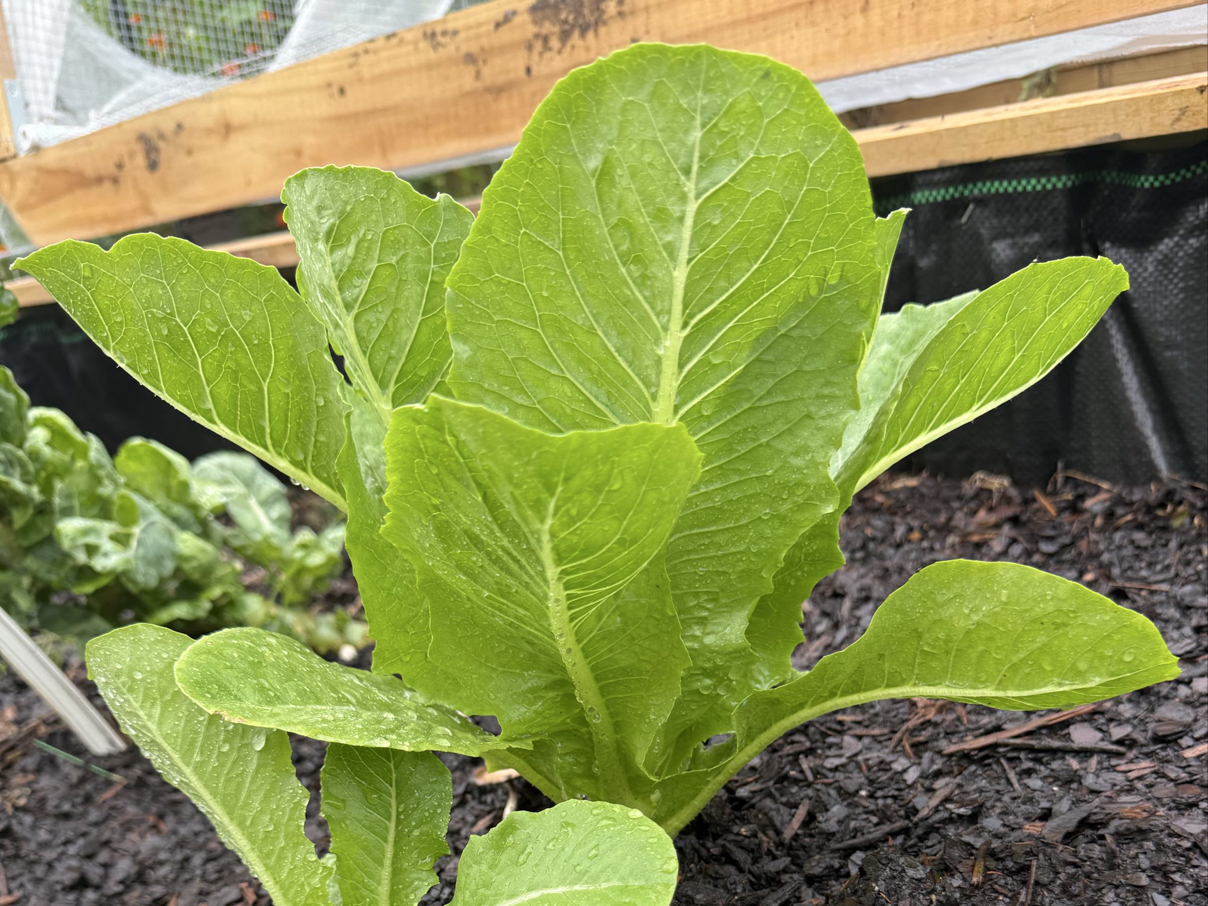 Thumbnail image 2 for Romaine Lettuce