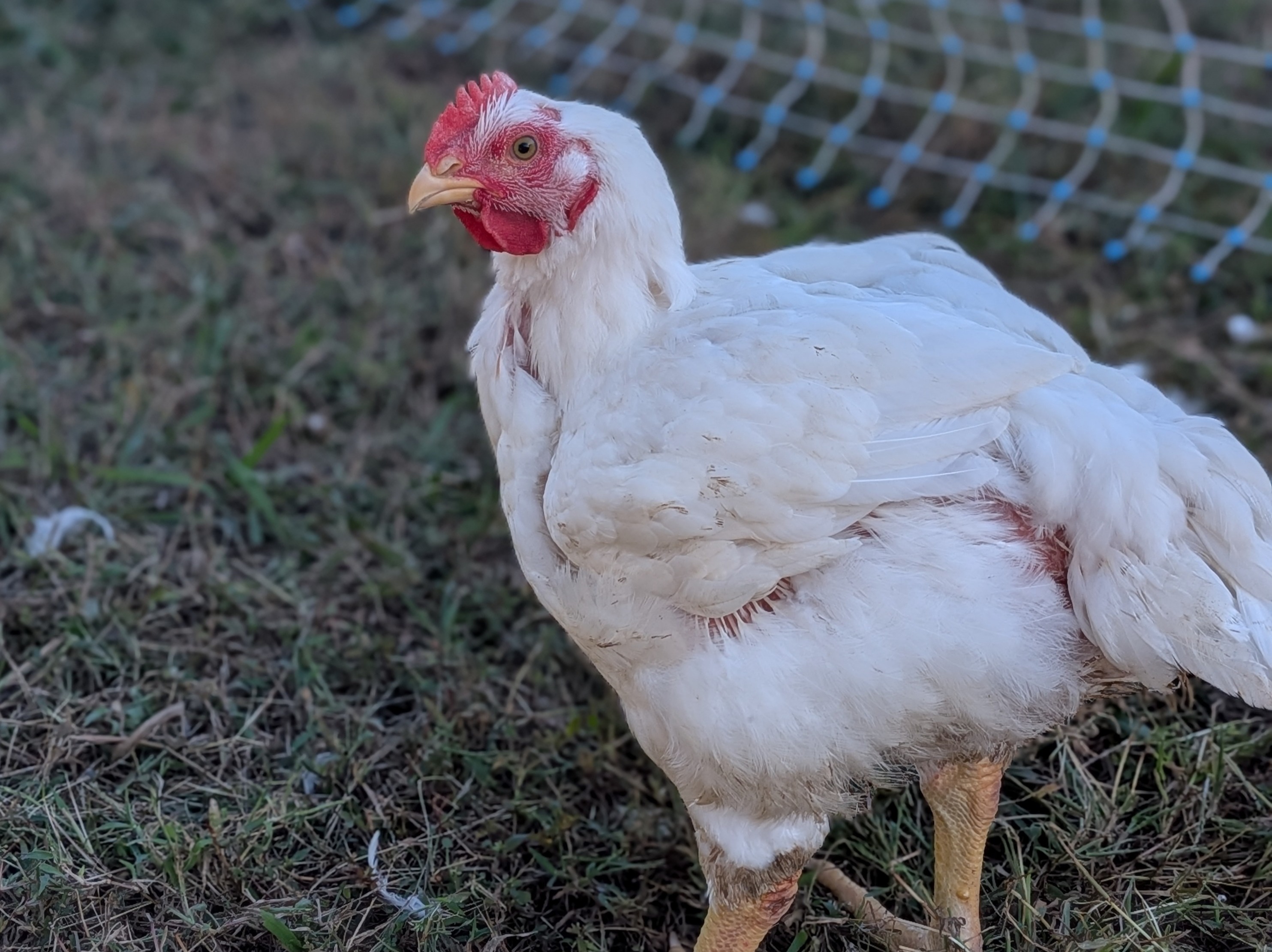 Whole chicken