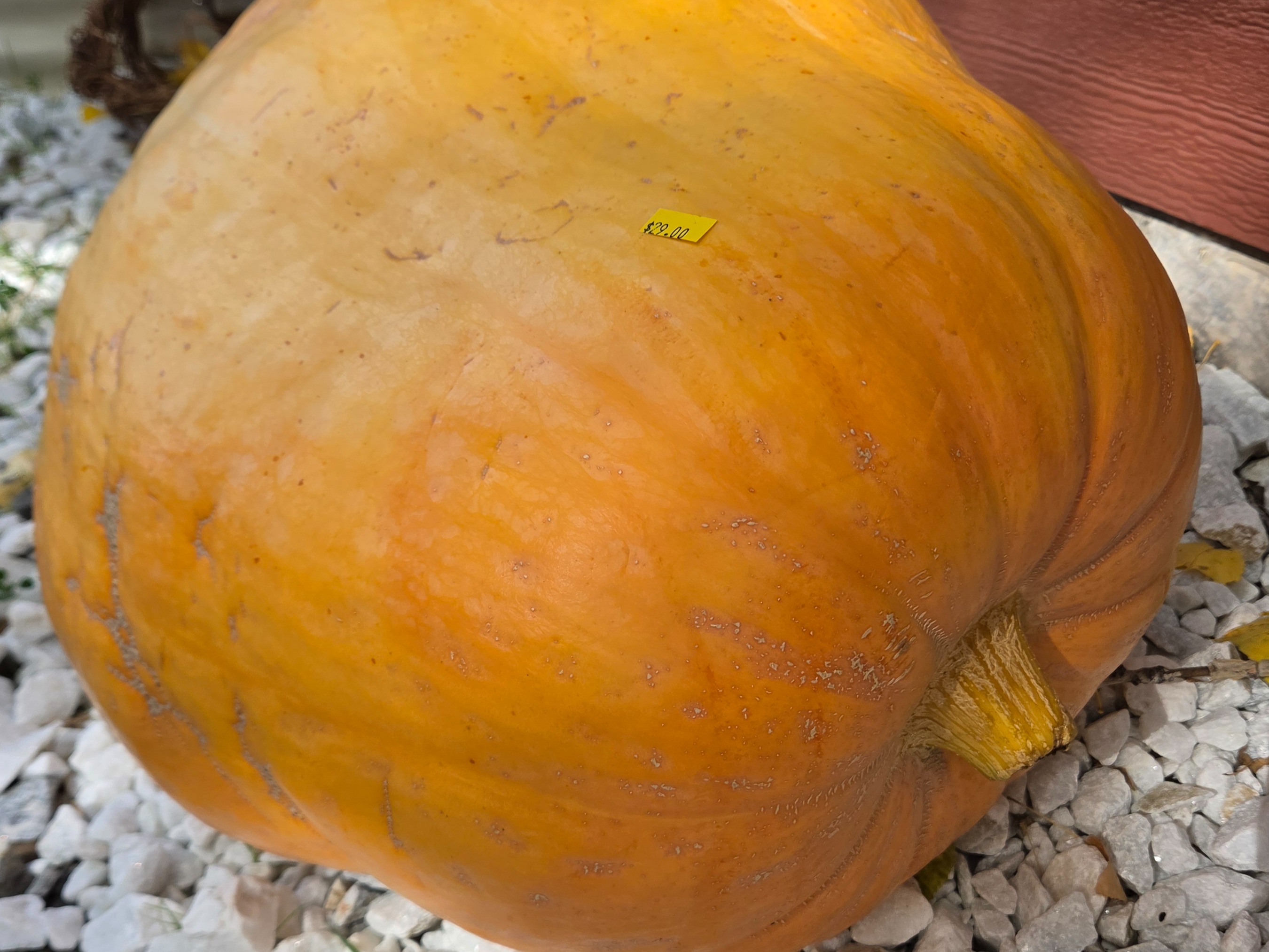 Decor - Carving Pumpkin