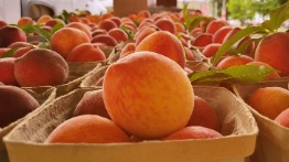 Fresh Peaches