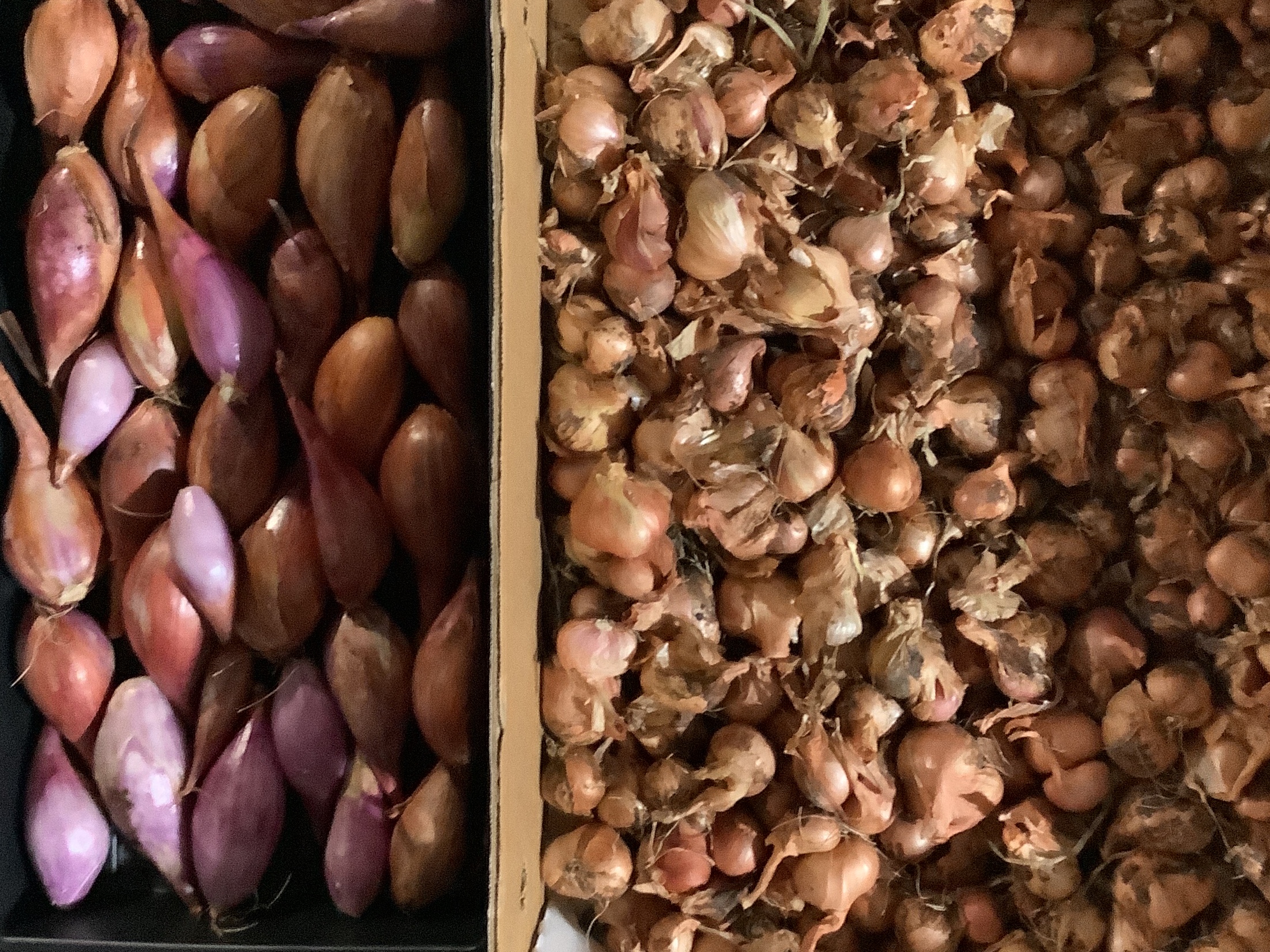 Shallots 