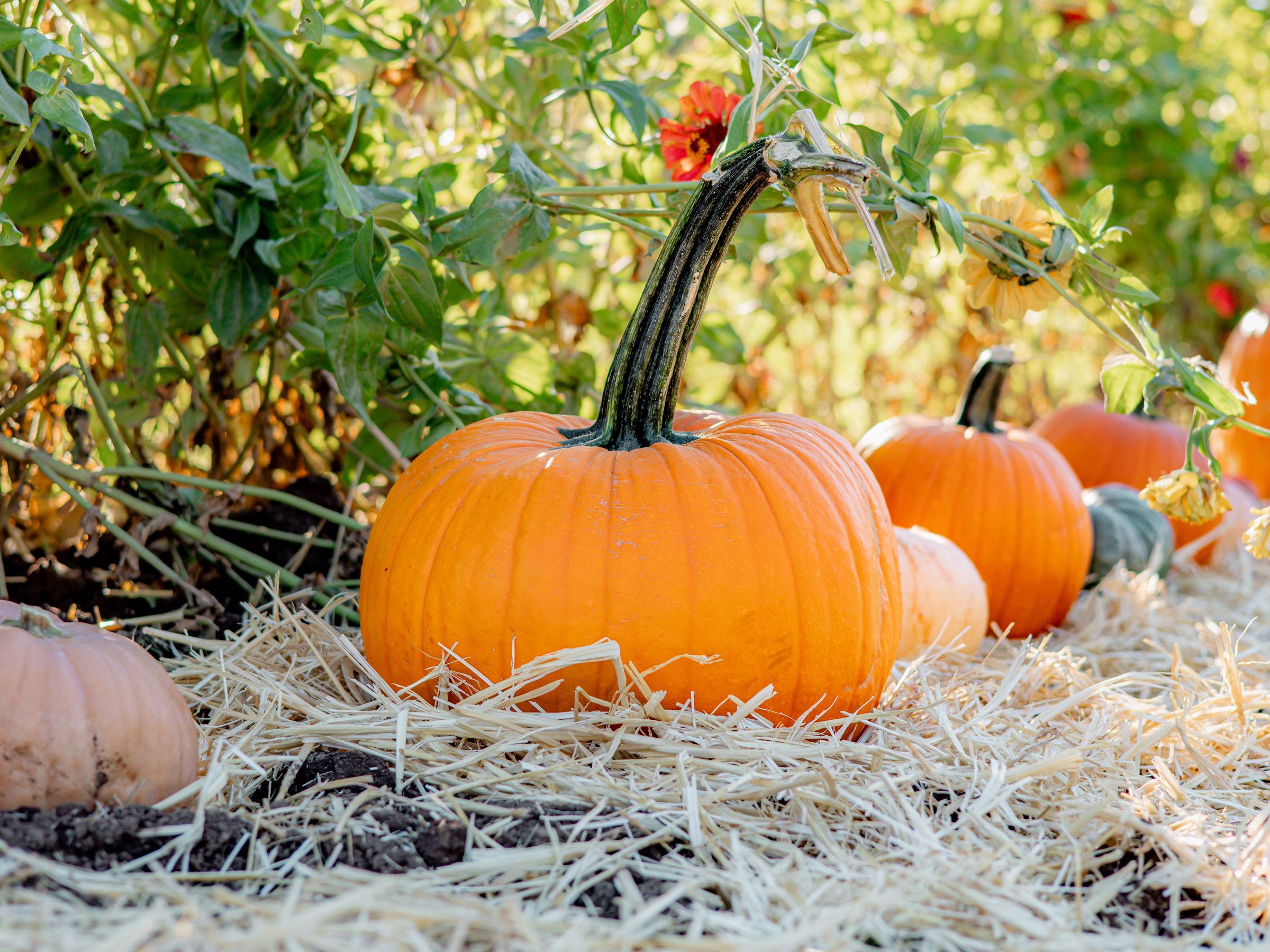 Pumpkins 