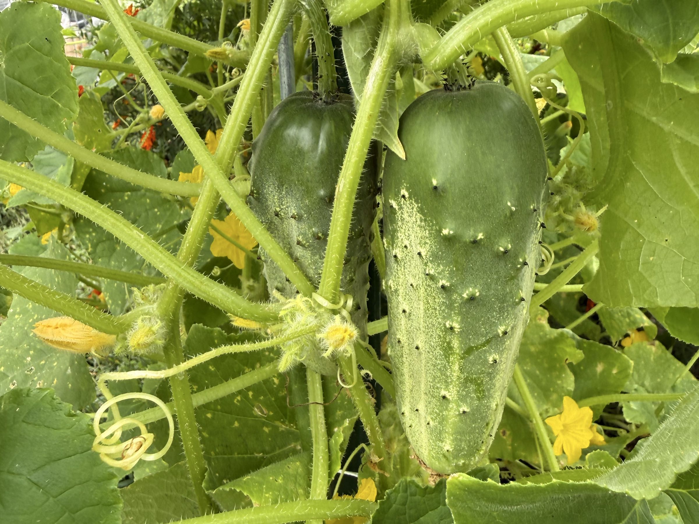 Thumbnail image 2 for Cucumbers