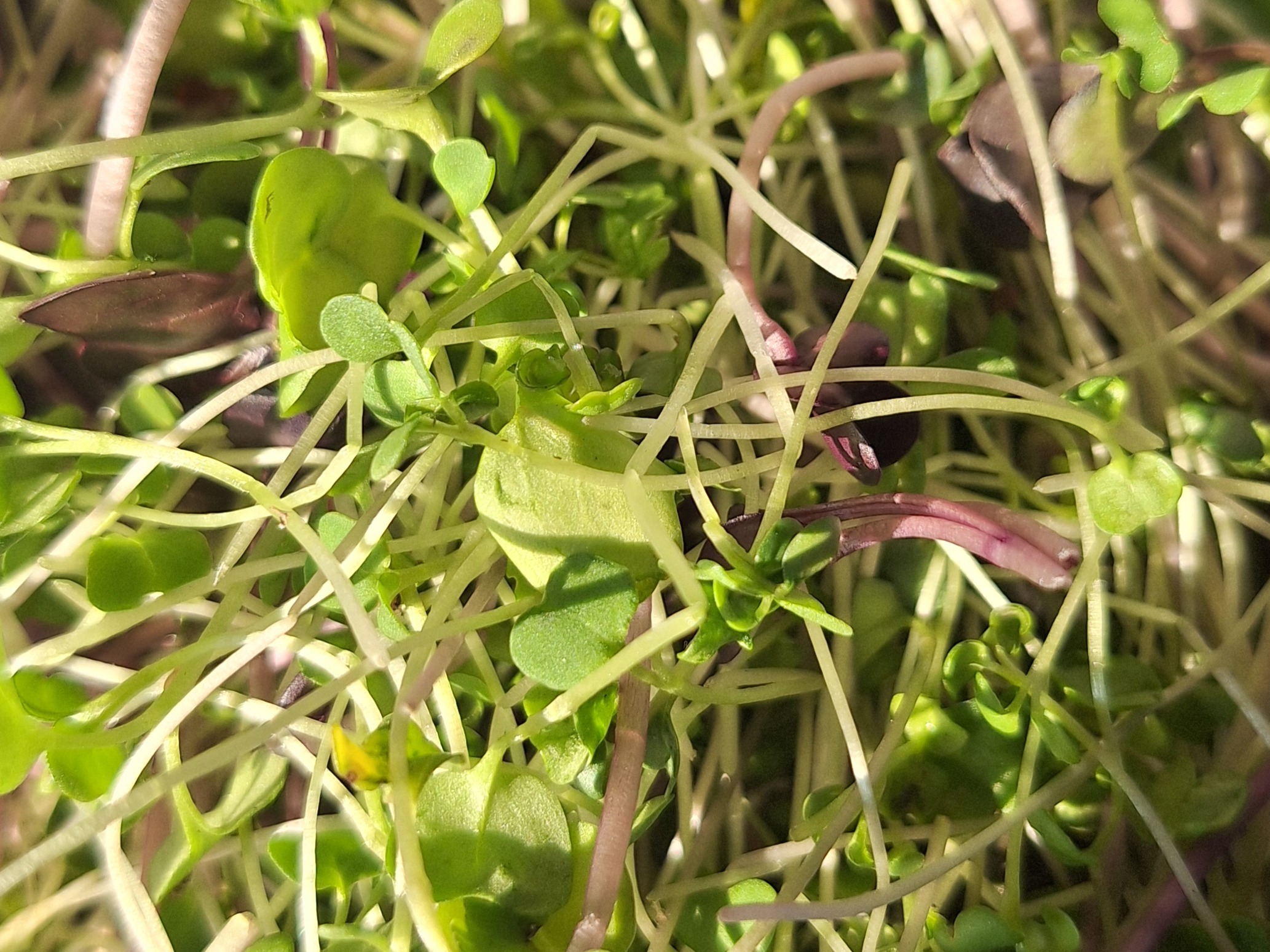 Thumbnail image 2 for Canyon Kick (Spicy Mix) Microgreens - 2 oz.