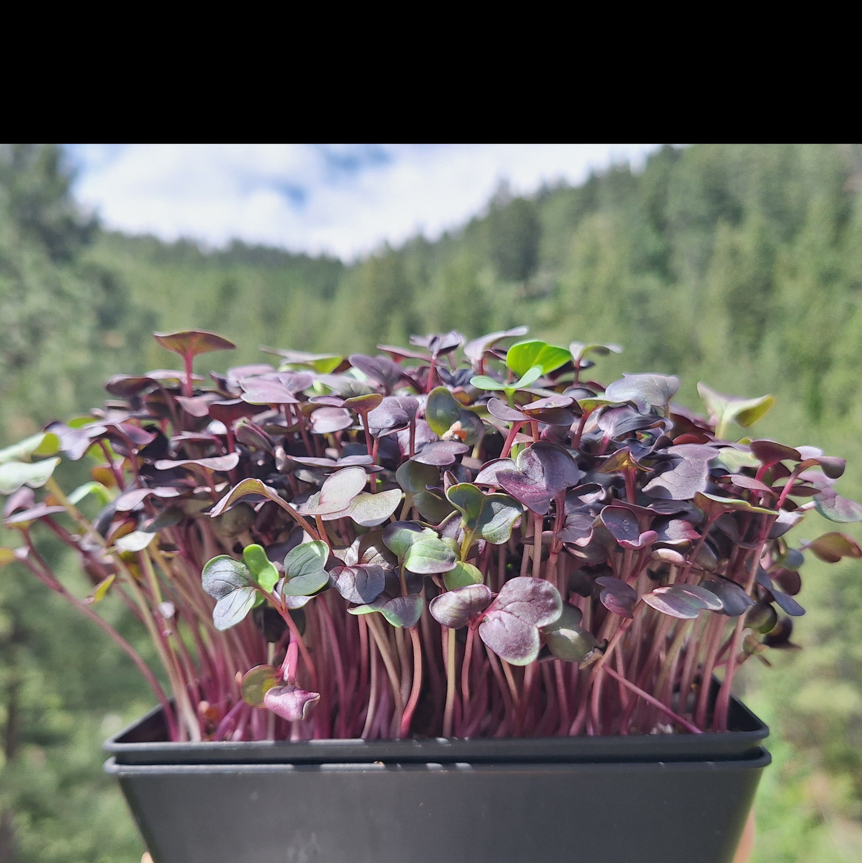 Thumbnail image 3 for Canyon Kick (Spicy Mix) Microgreens - 2 oz.