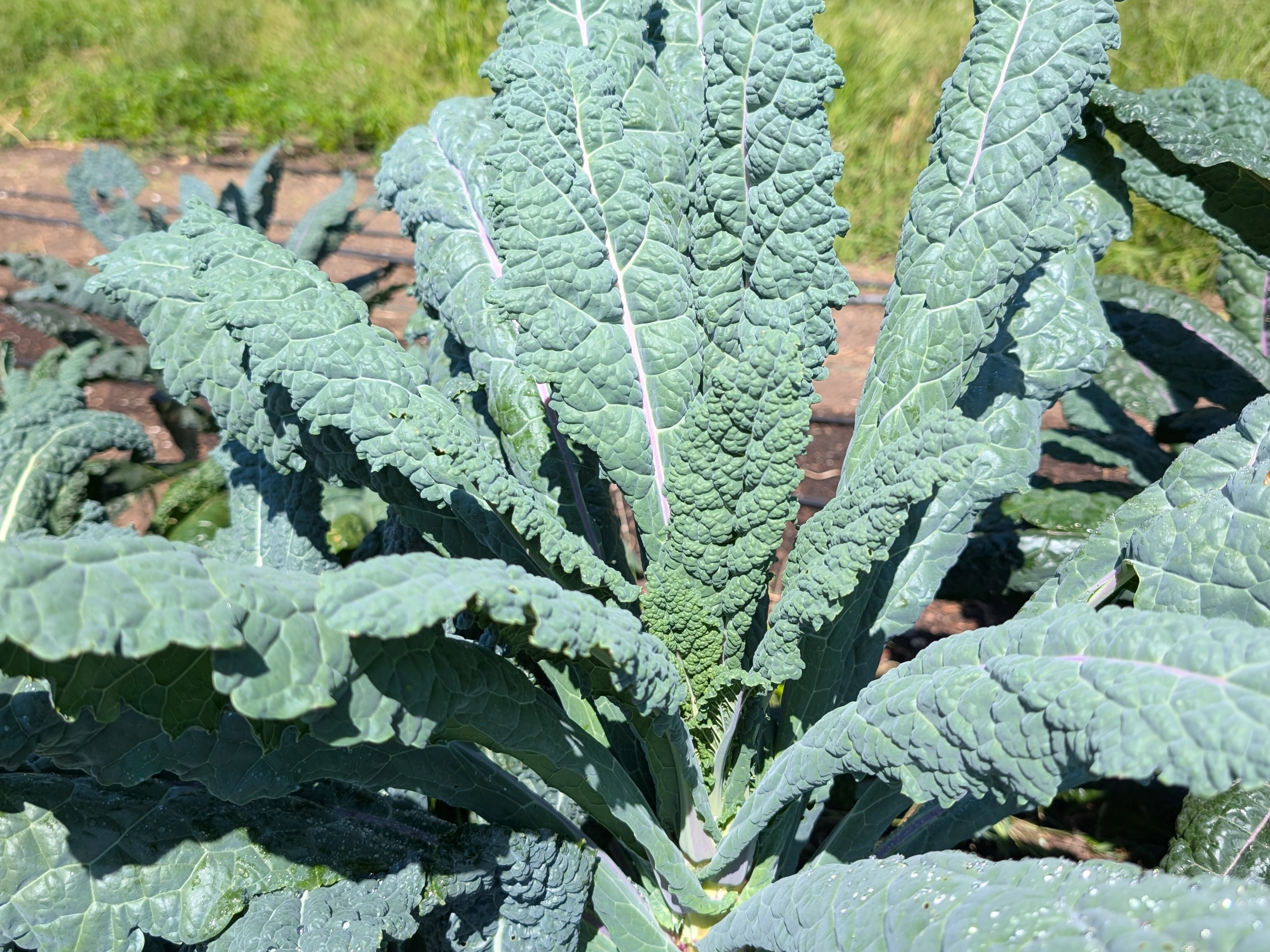 Thumbnail image 1 for Kale