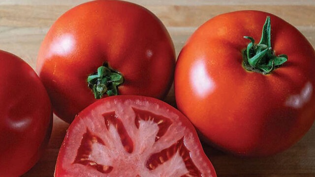 START - Tomato - Firebird