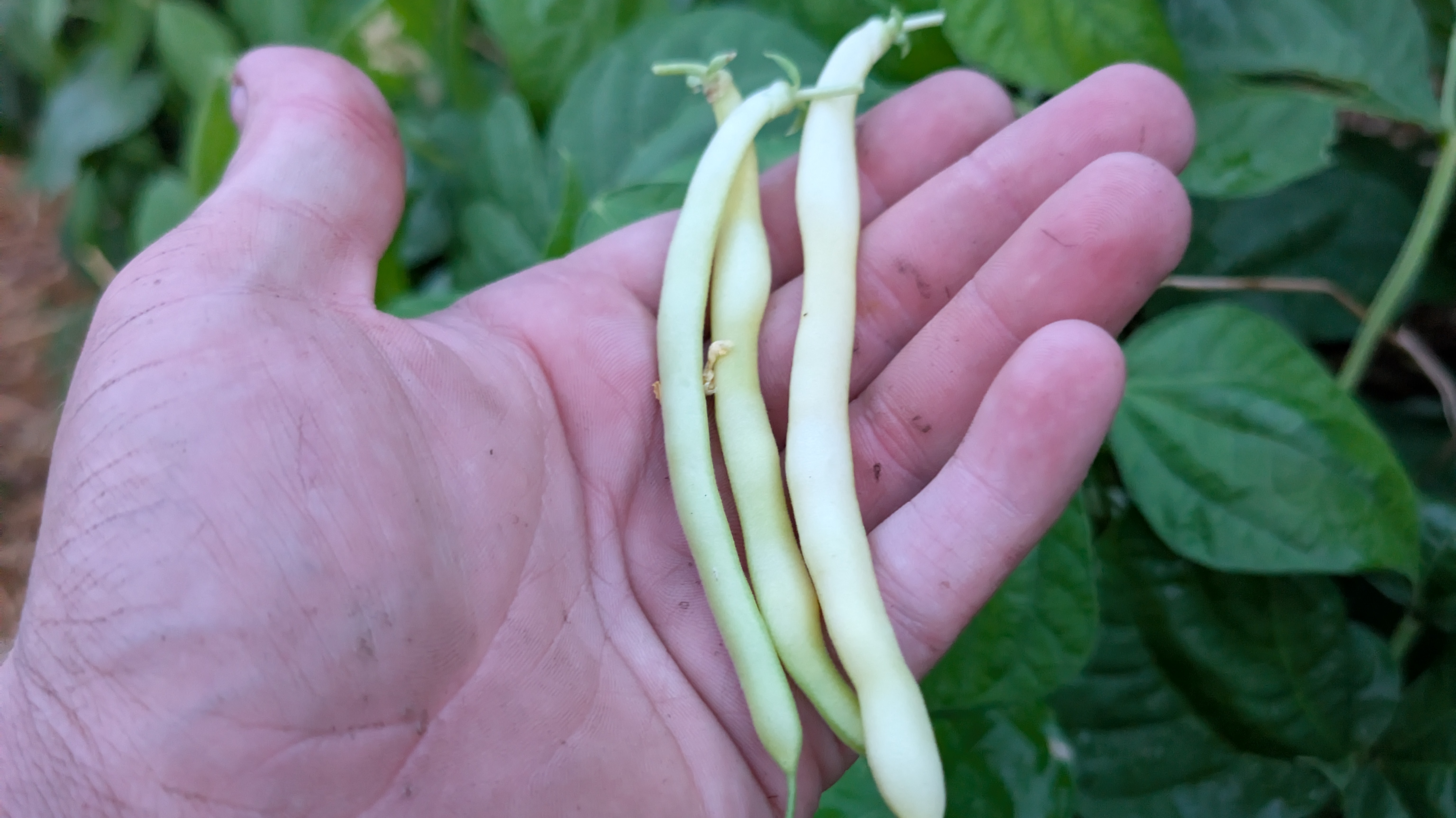 Thumbnail image 2 for Butterwax Yellow Beans