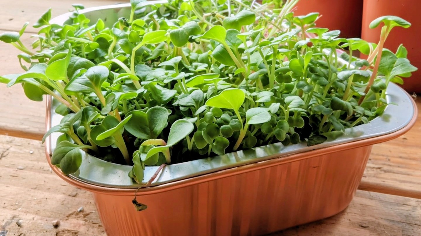 Microgreens Mix 2 Oz