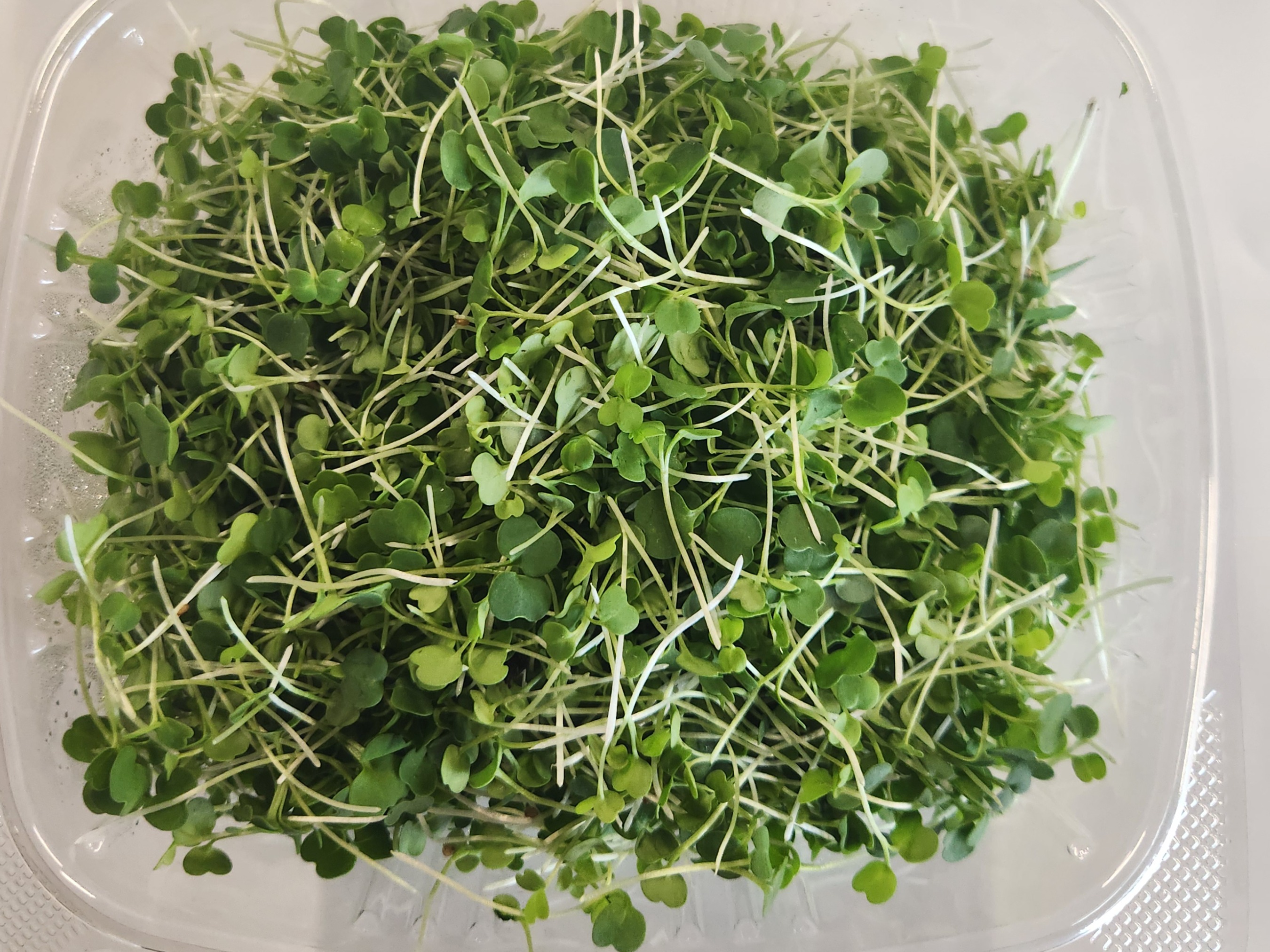 Thumbnail image 2 for Arugula 2 oz