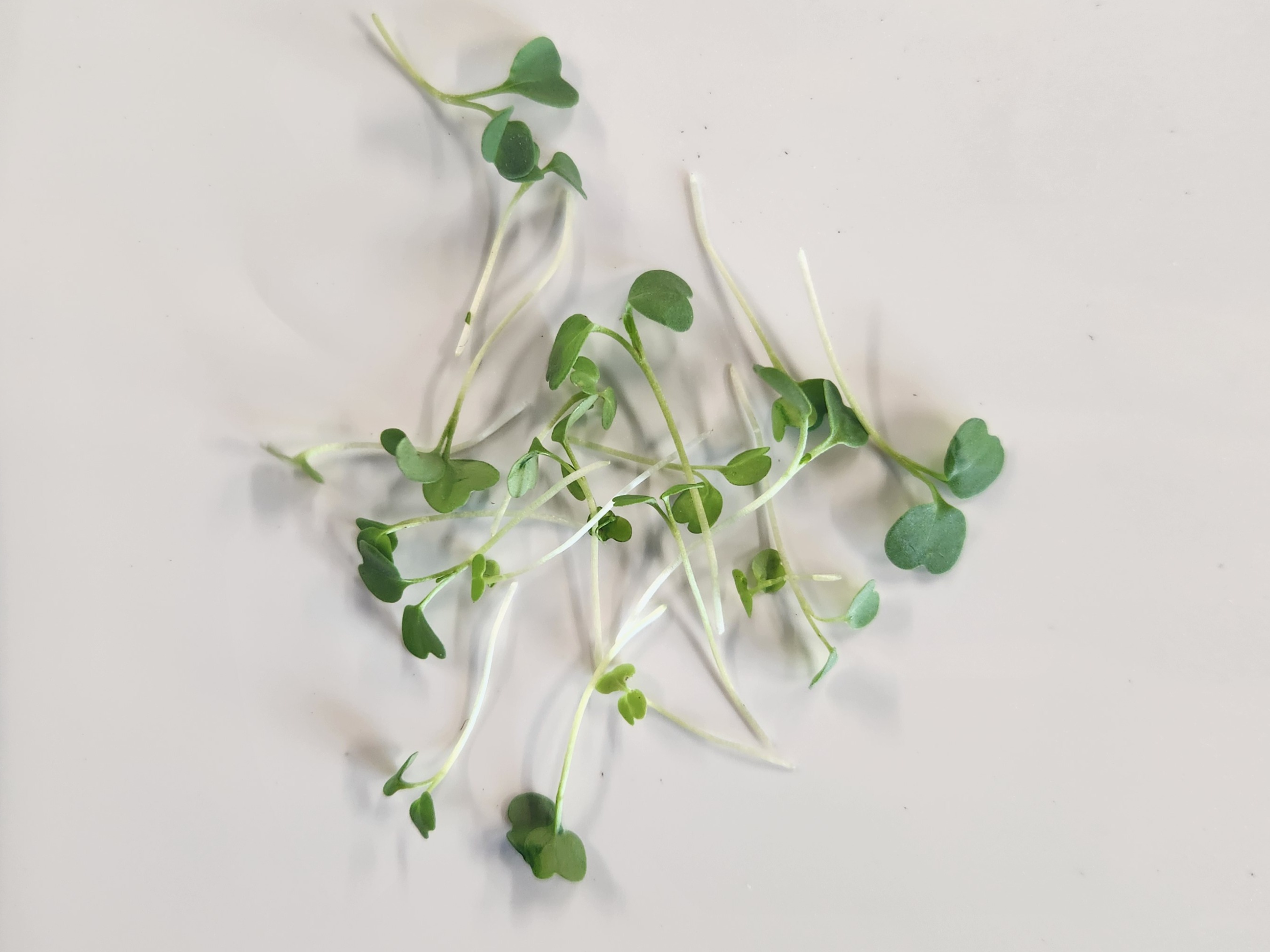 Thumbnail image 3 for Arugula 2 oz