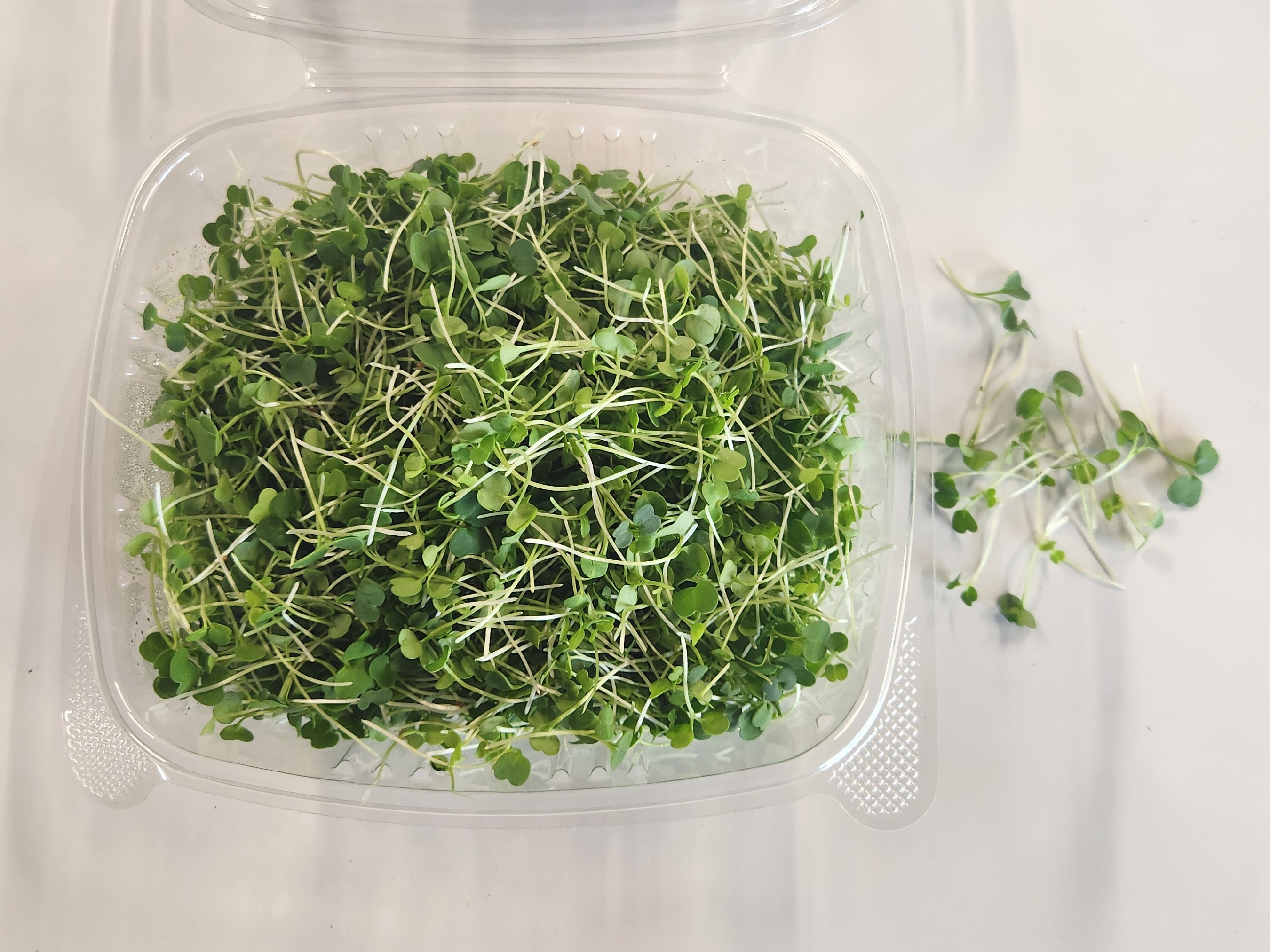 Thumbnail image 4 for Arugula 2 oz