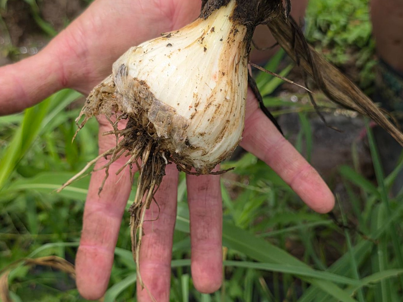 Fresh Heirloom Hard neck Garlic